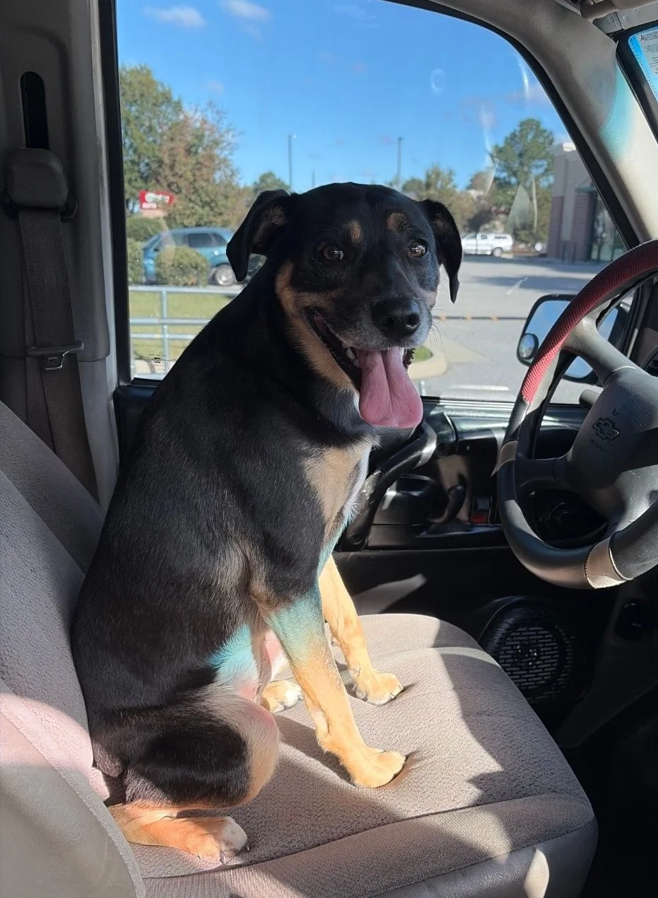 Shop pup, black smaller dog inside our shop work van