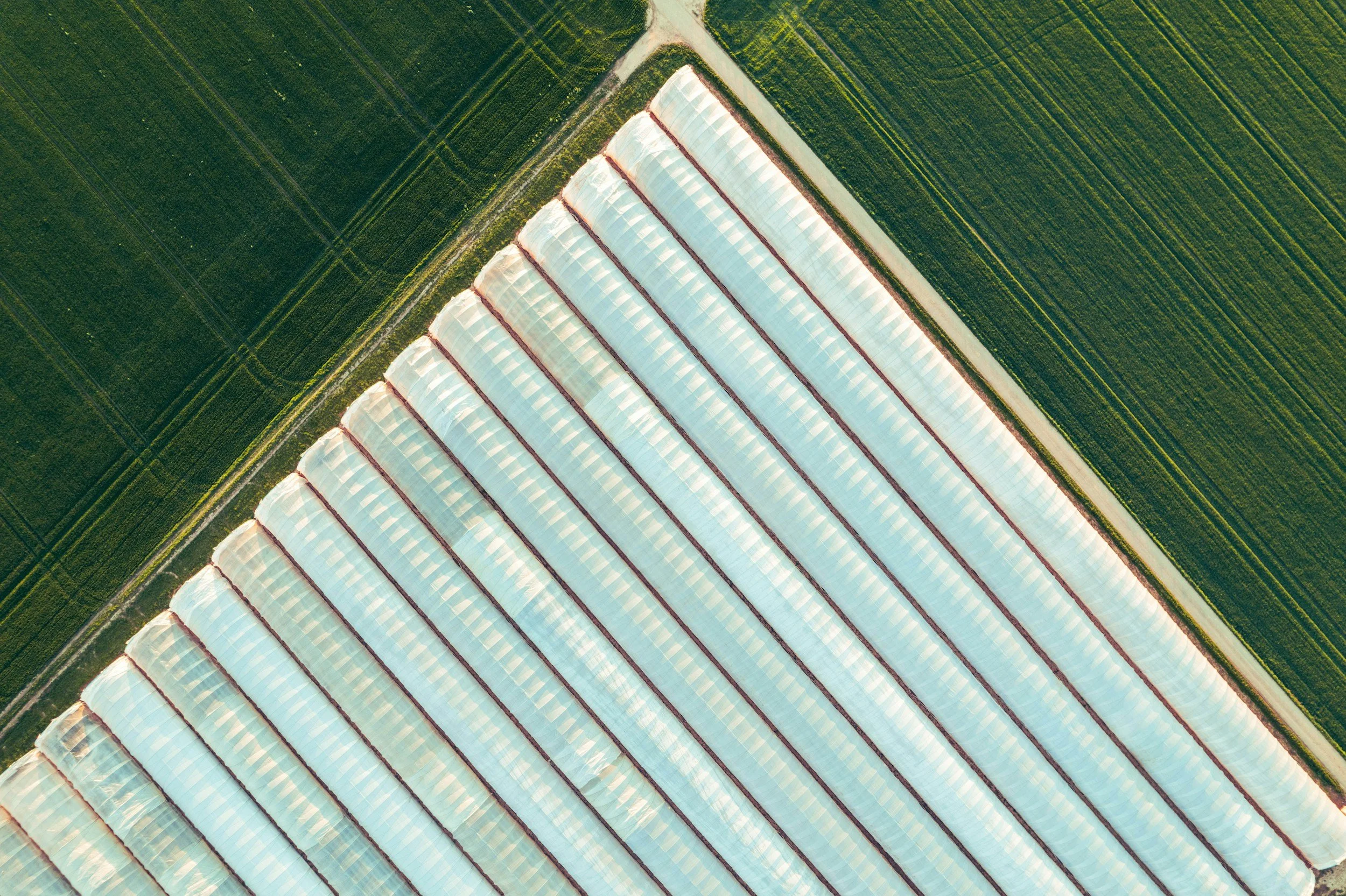 Aerial view of green and white agricultural fields arranged in geometric patterns.