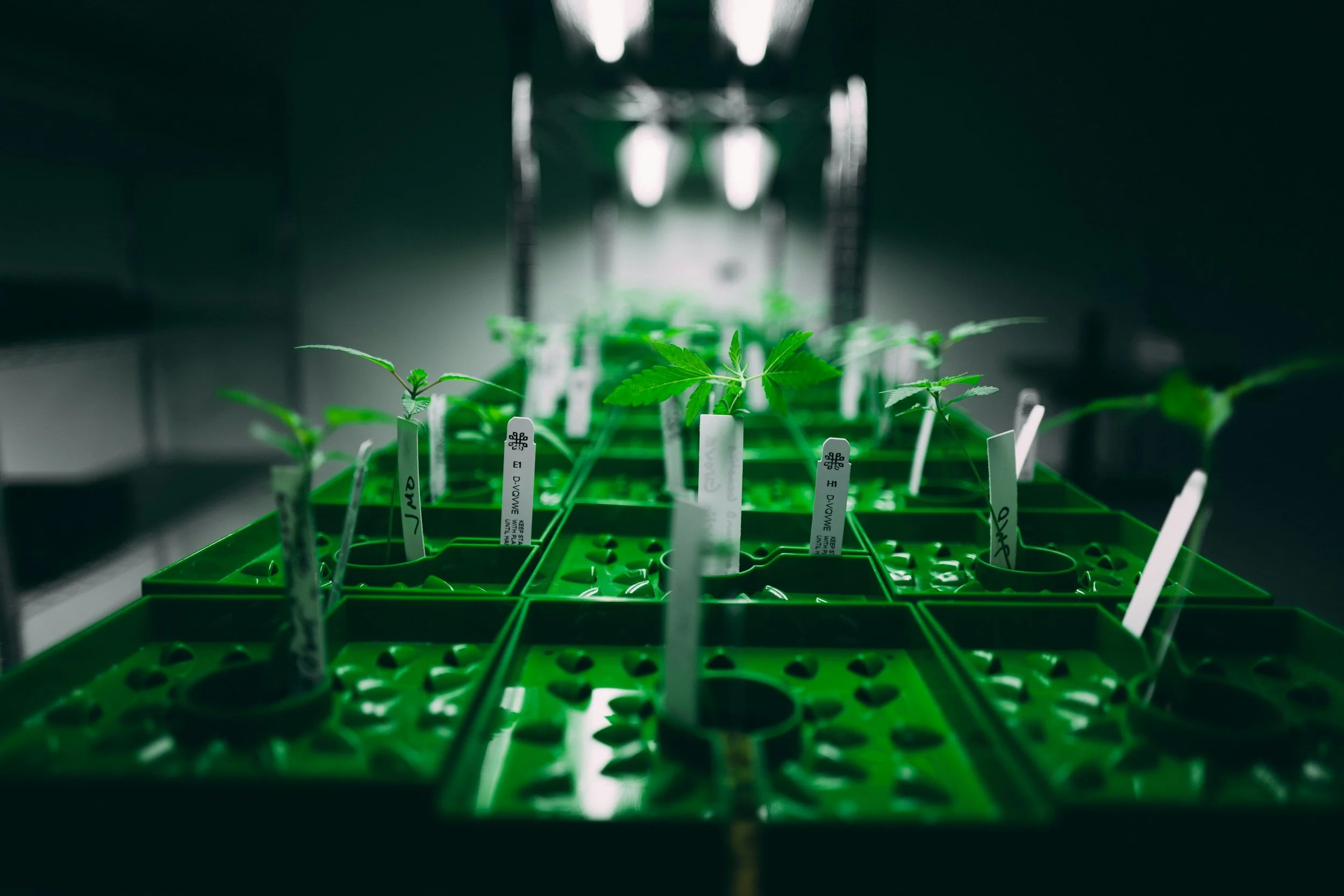 Young cannabis plants growing in a green plastic seedling tray inside a grow room with artificial lighting.