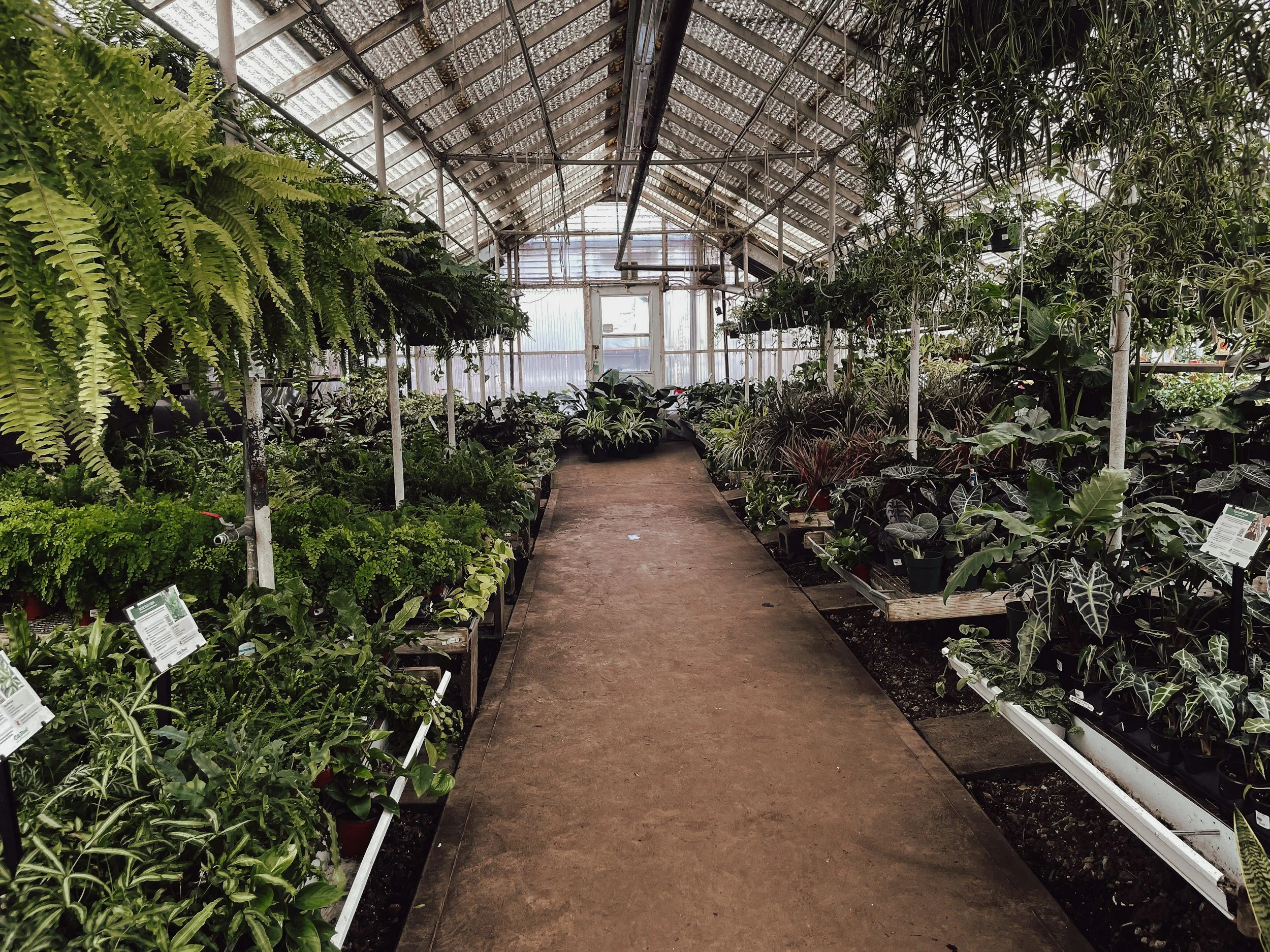 Indoor greenhouse with a wide central pathway, filled with variety of potted green plants and hanging ferns, enclosed by glass walls and roof letting in natural light.