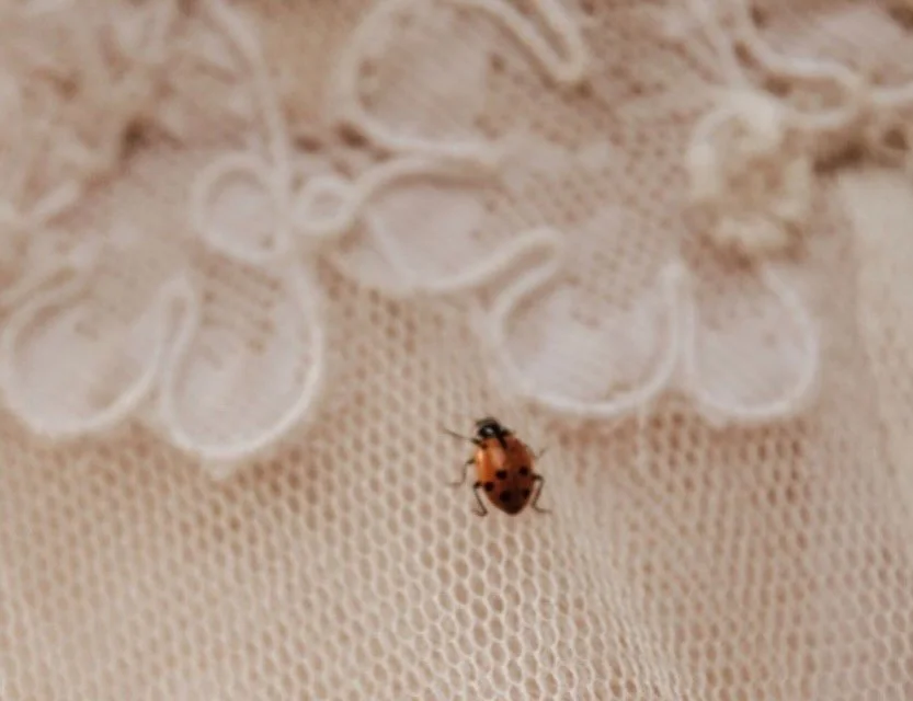 Wedding day luck, courtesy of miss 🐞
📷 credit: @lustingforlight