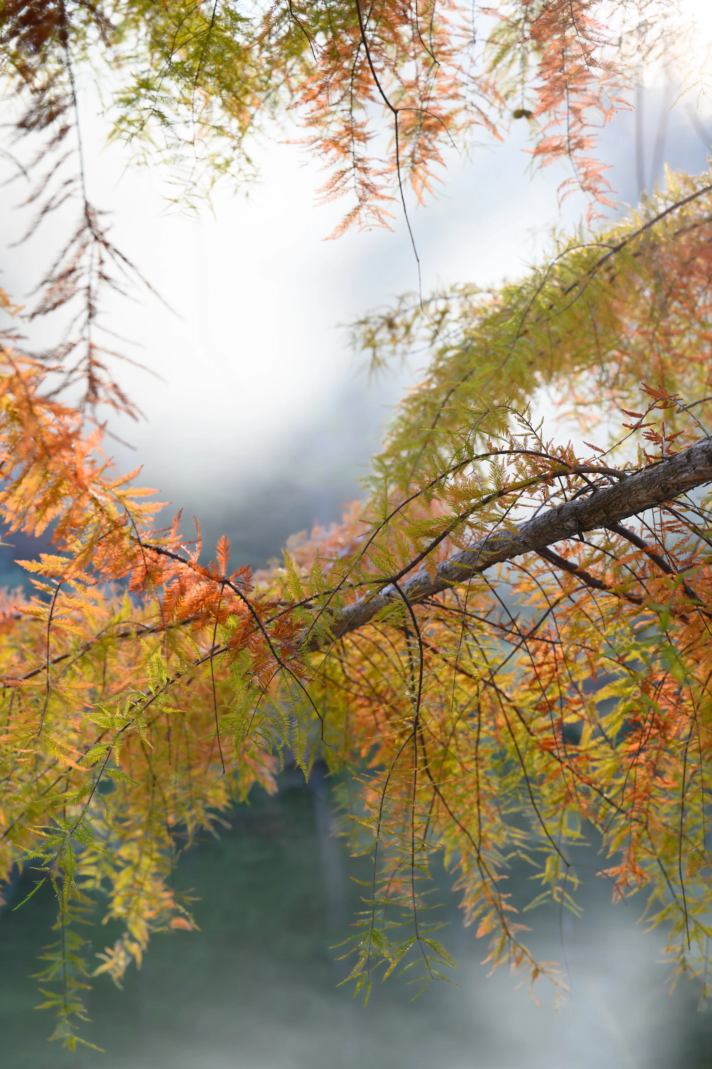 Close-up of colorful autumn leaves on a tree branch in a foggy forest.