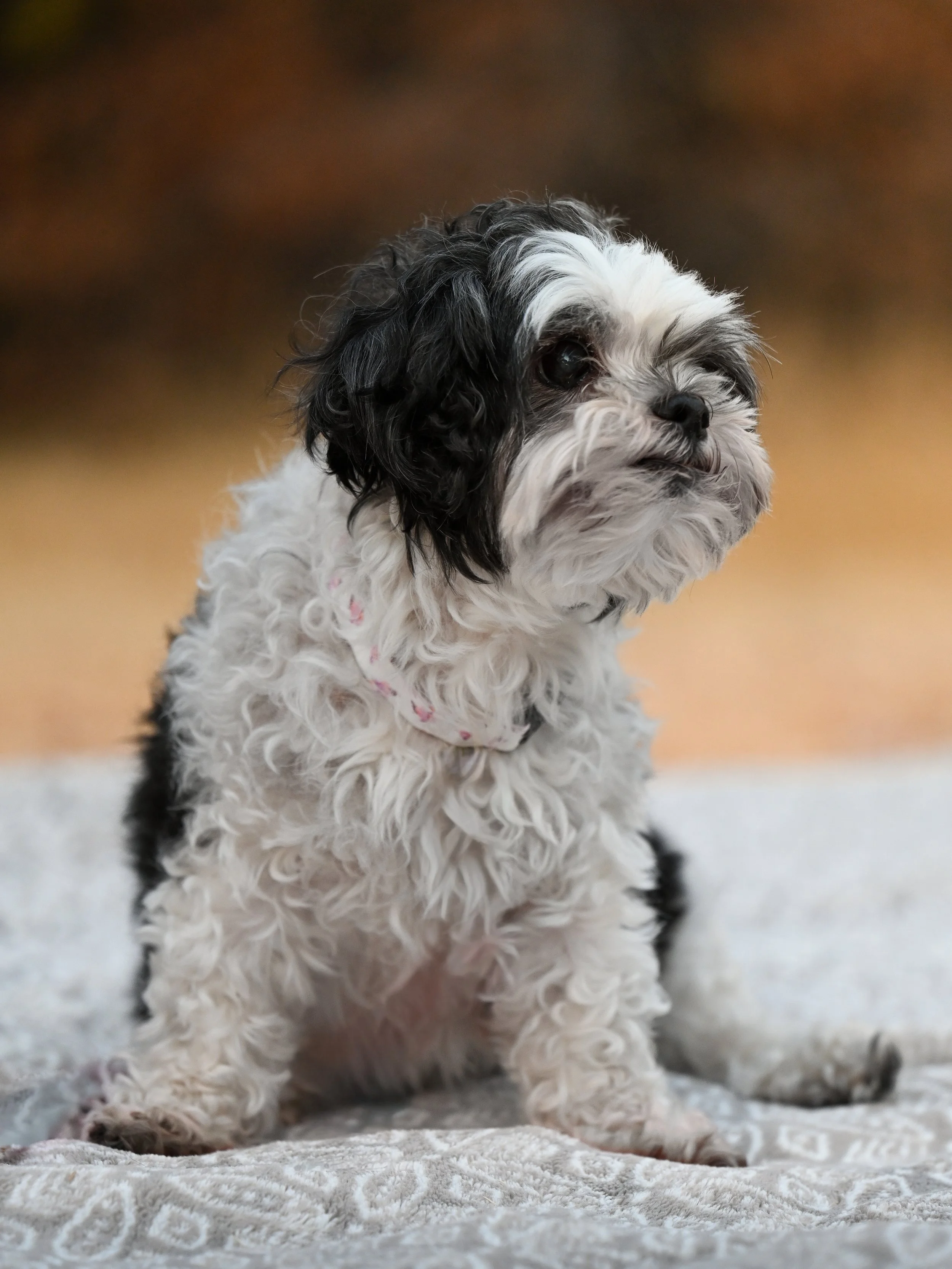 A black and white fluffy puppy sitting on a patterned blanket with a blurred warm-colored background.