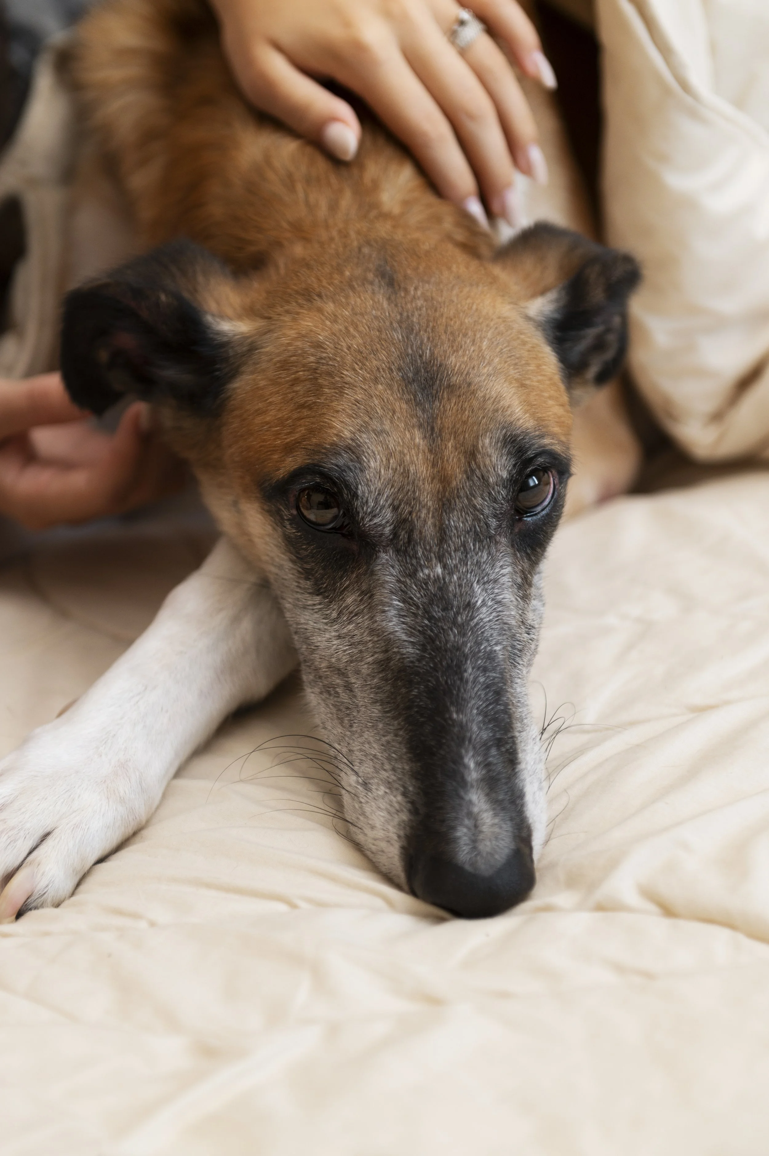 A person petting a dog lying down on a cream-colored blanket with their hand on the dog's back.