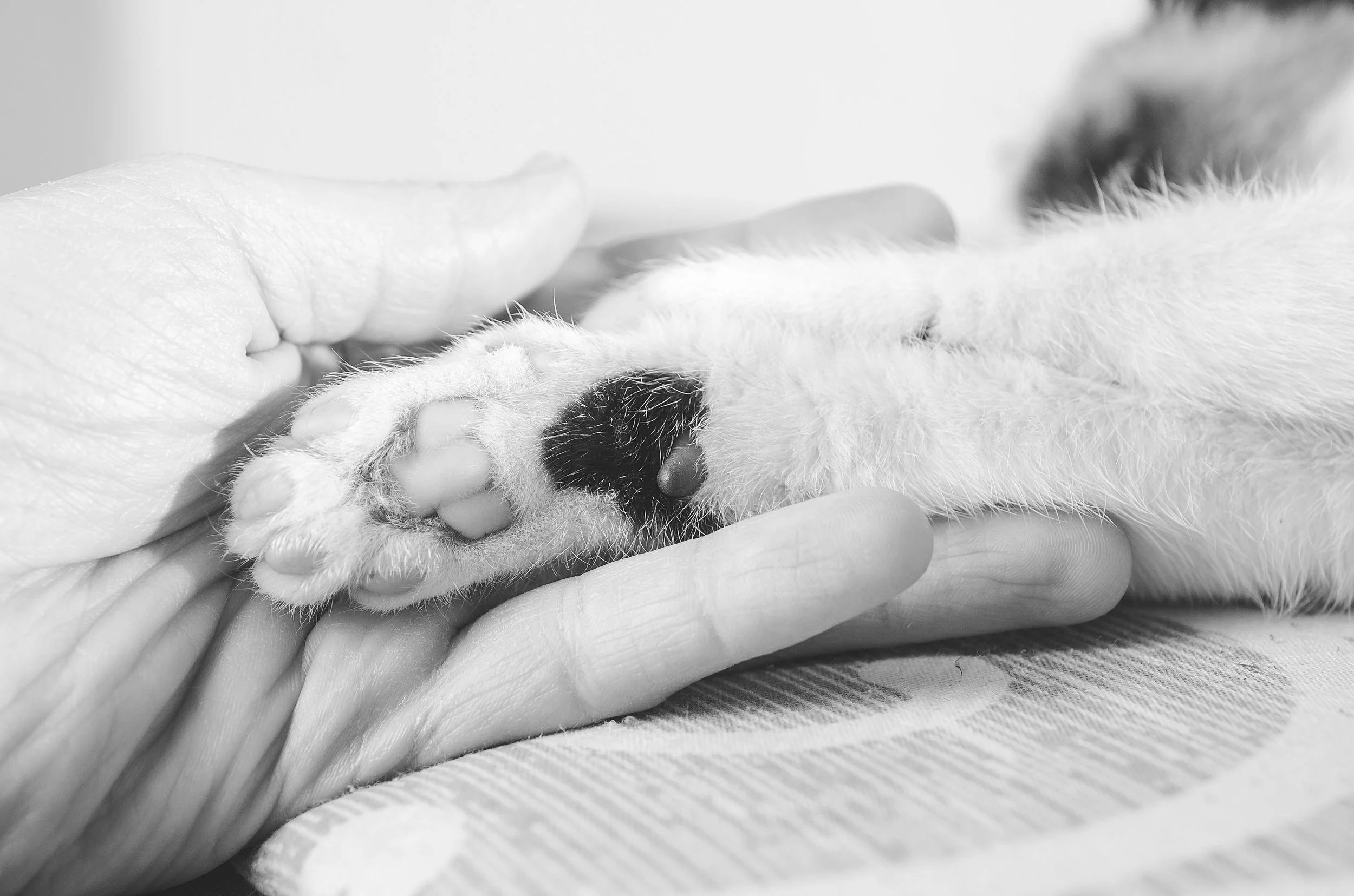 Continued Support Consultation