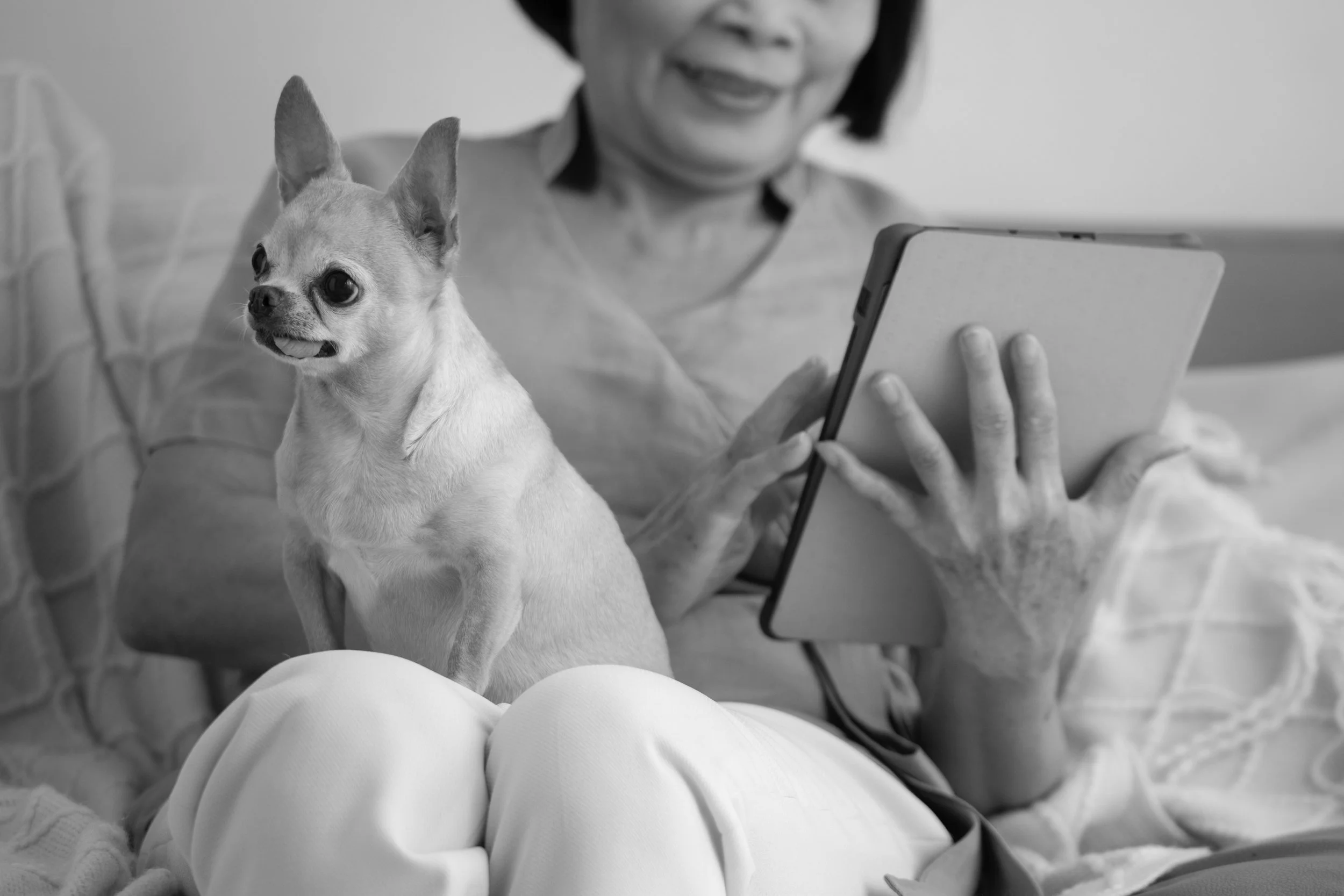 An elderly woman with a Chihuahua on her lap, looking at a tablet device.