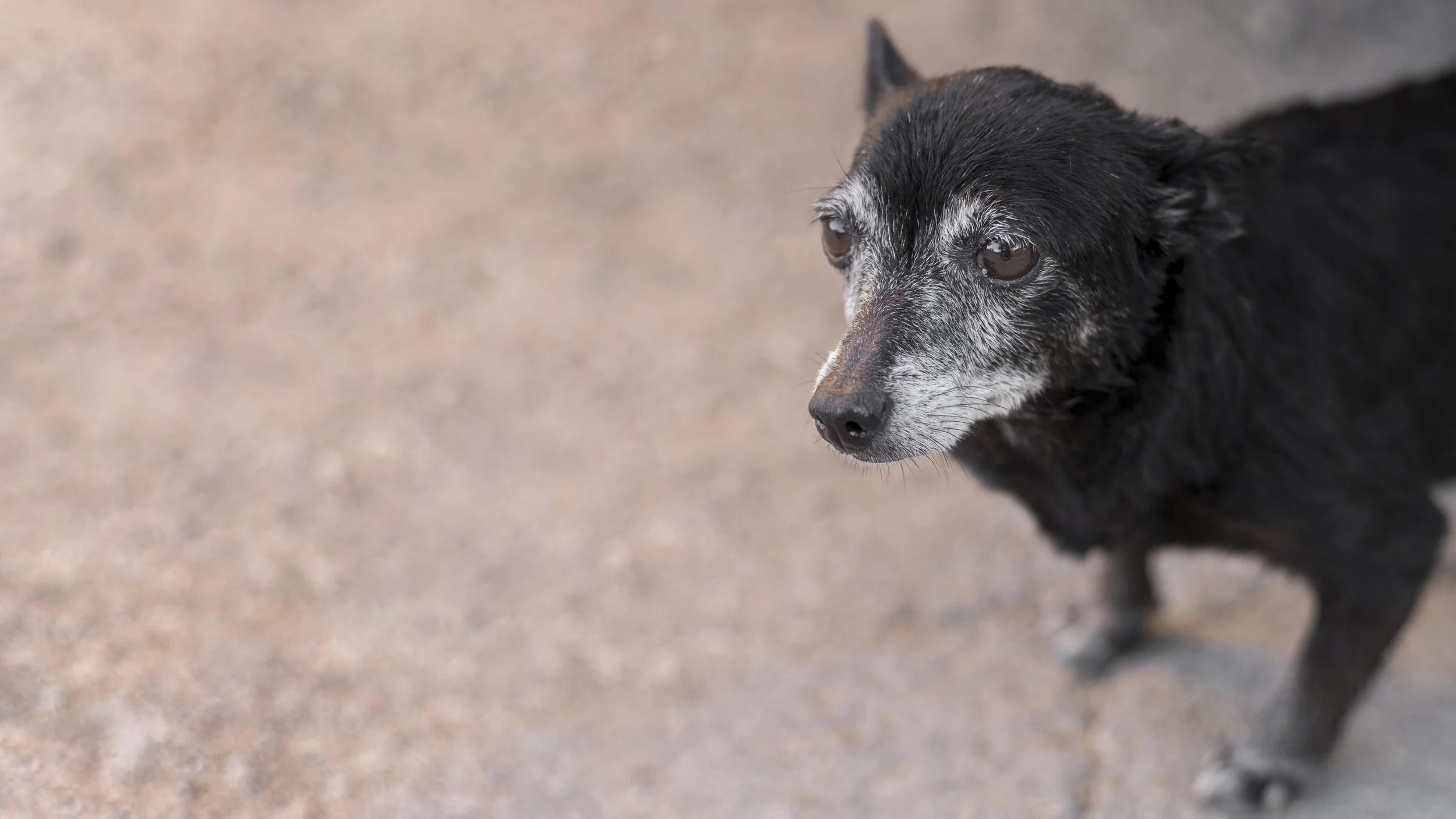 A black and gray dog with a speckled face looking off to the right on a sandy ground.