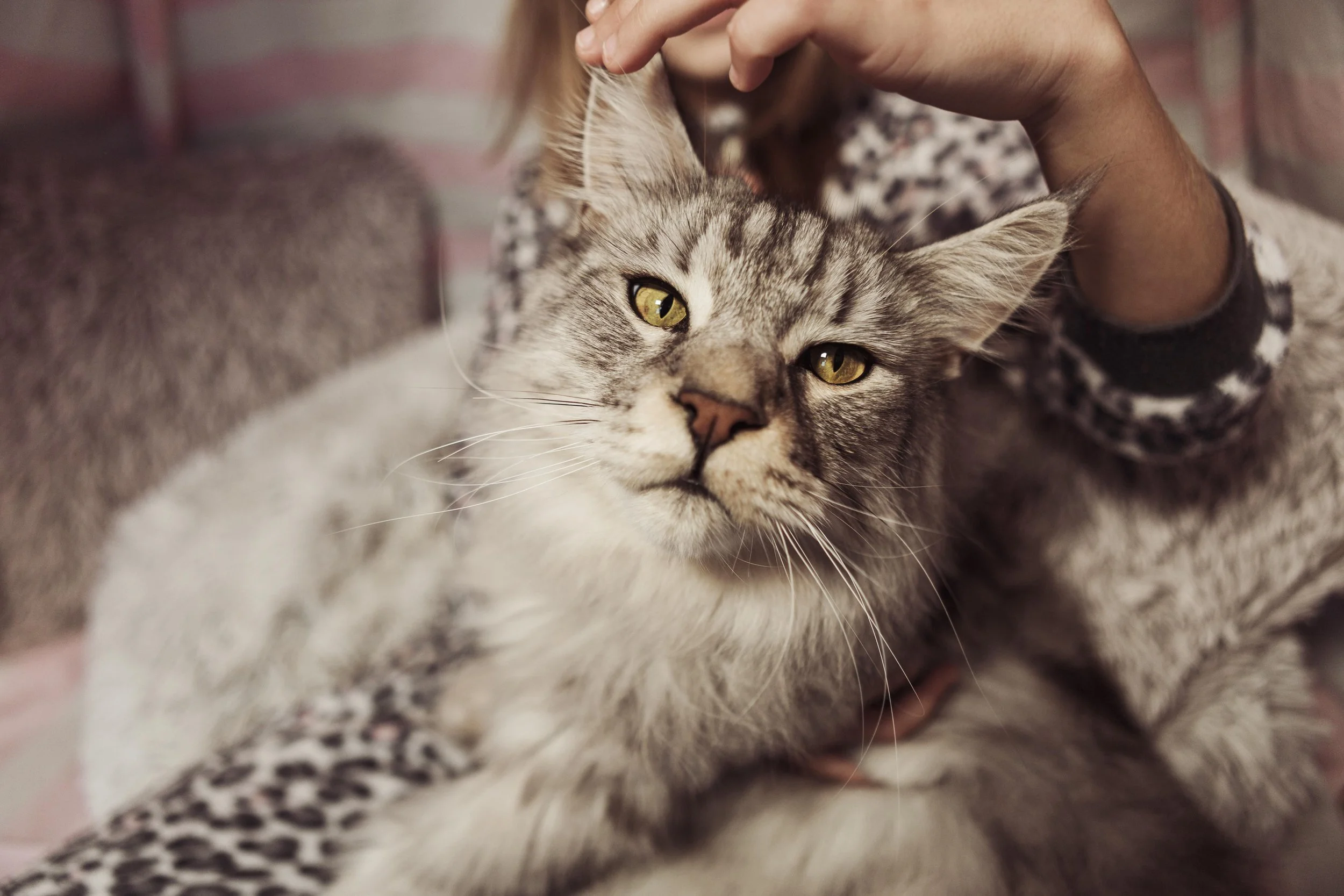 A person petting a grey tabby cat with yellow eyes sitting on a leopard-print blanket.
