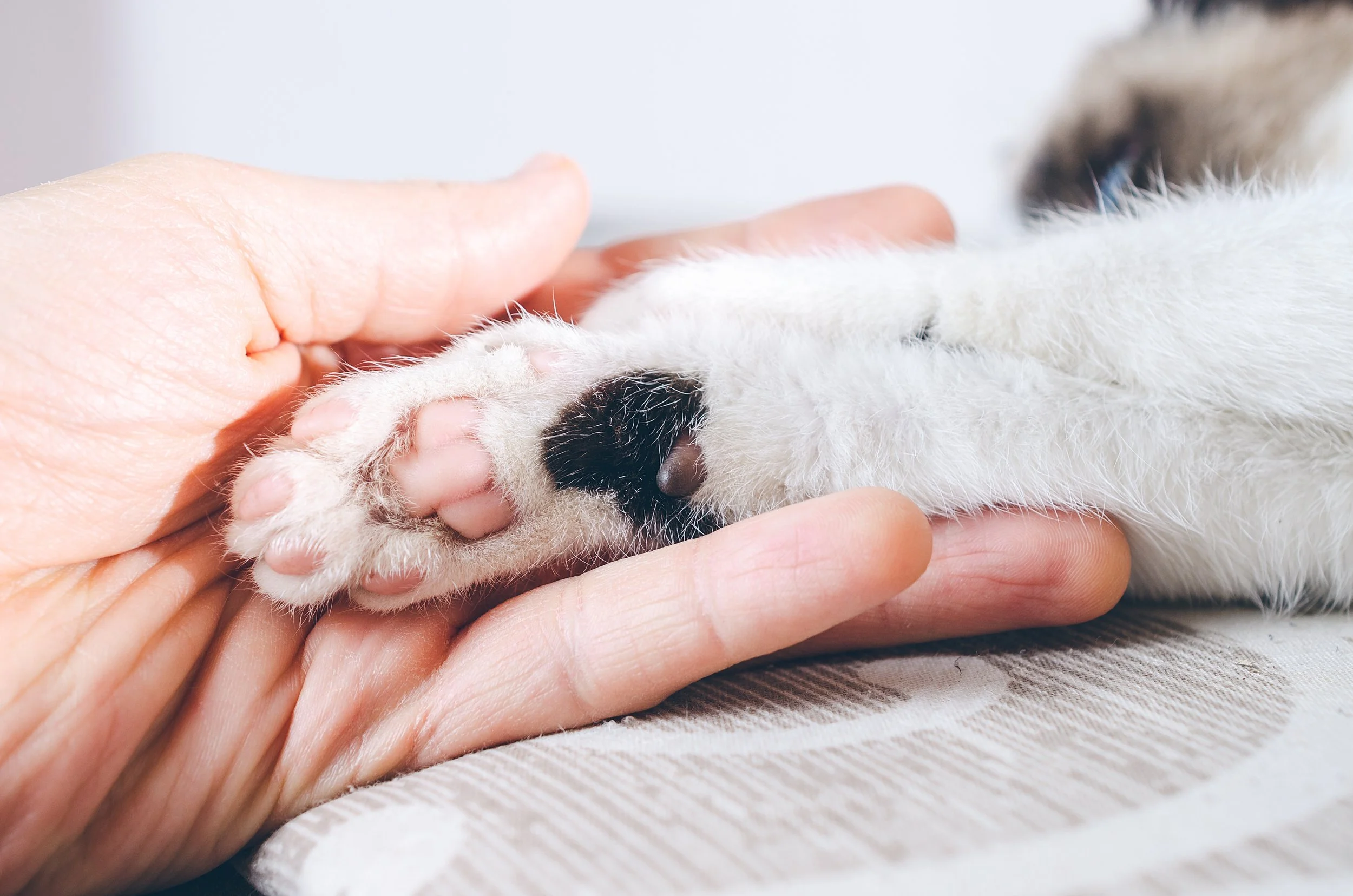 Close-up of a person gently holding an adorable puppy's paw and face, with the puppy lying on its side on a soft surface.