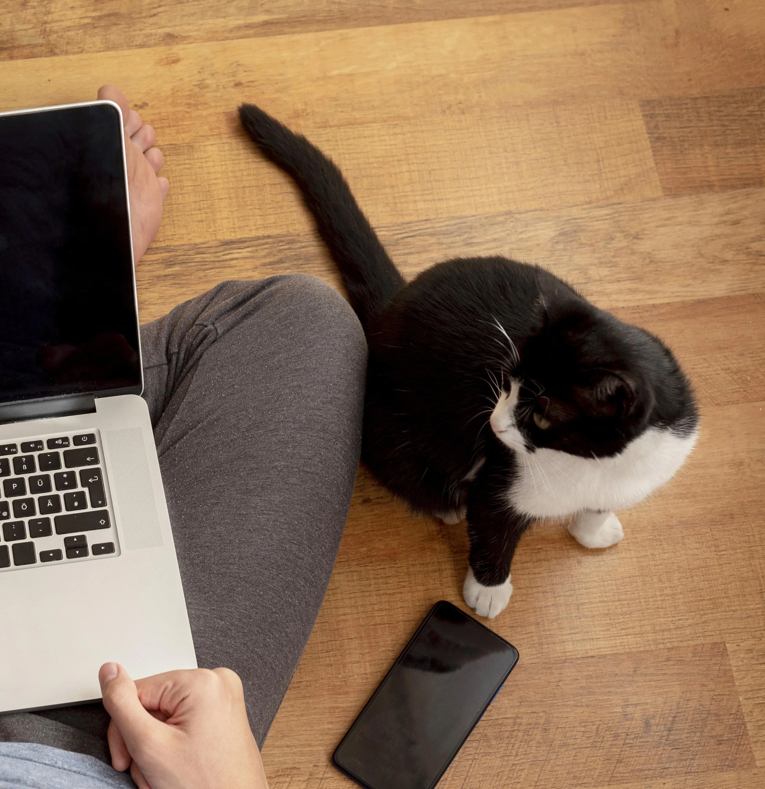 Person sitting on the floor with a laptop on their lap, a black and white cat sitting nearby looking up, and a smartphone on the wooden floor.