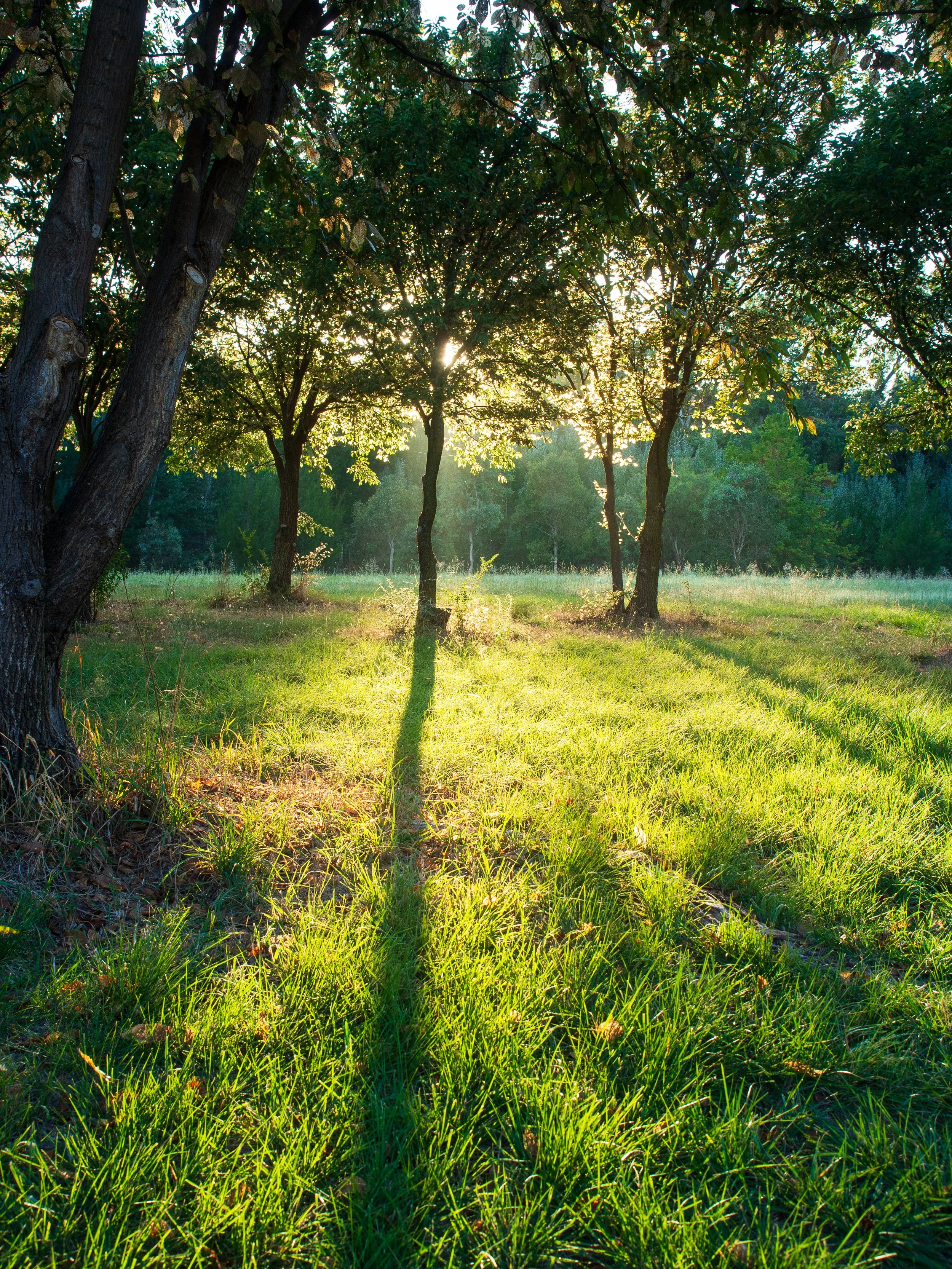 Sunlight filtering through trees in a grassy field, casting long shadows on the ground.