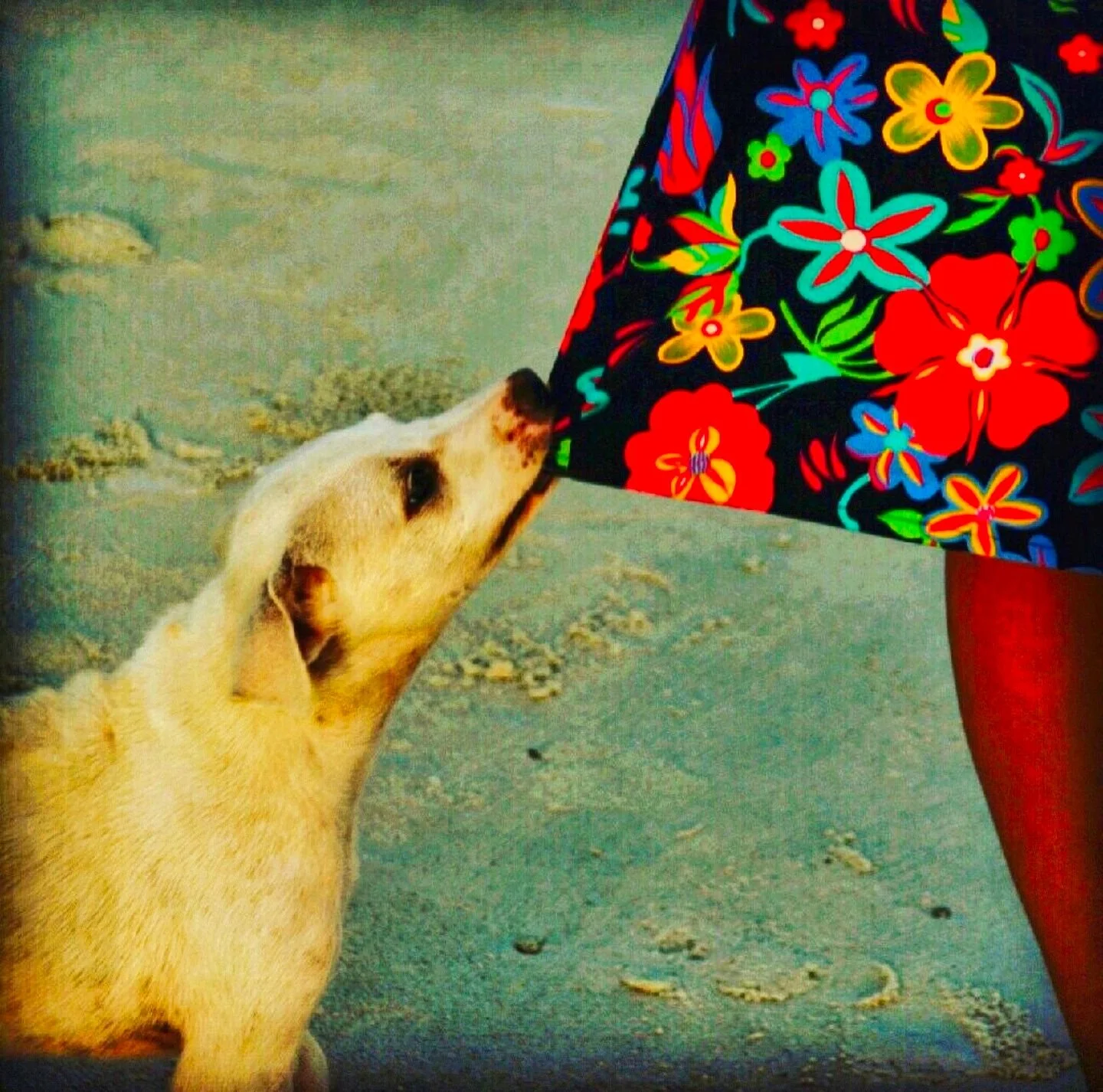 A curious soi dog finding interest in vibrant patterns - A common heart warming sight on Thai beaches & markets