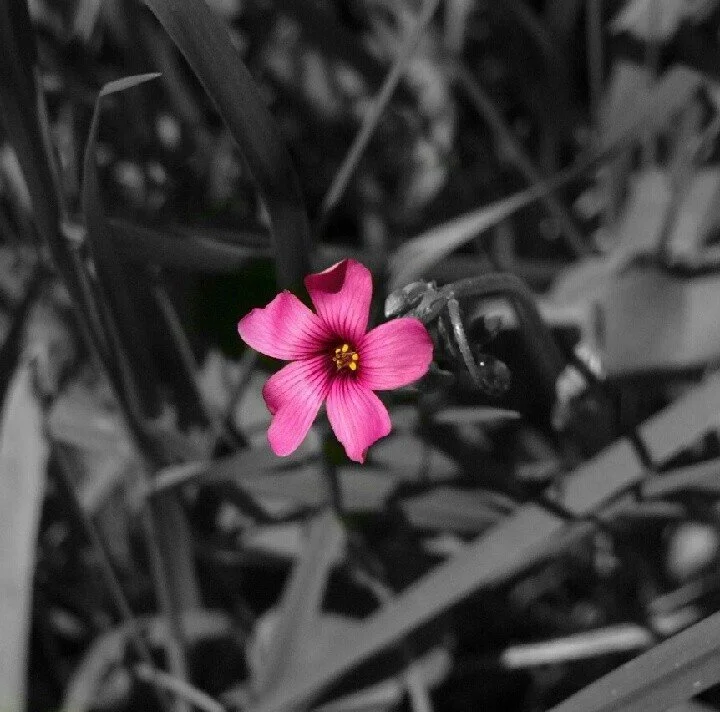 A vibrant pop of colour found in beautiful Le Bon's Bay-The Banks Peninsula is full of these lovely little natural treasures