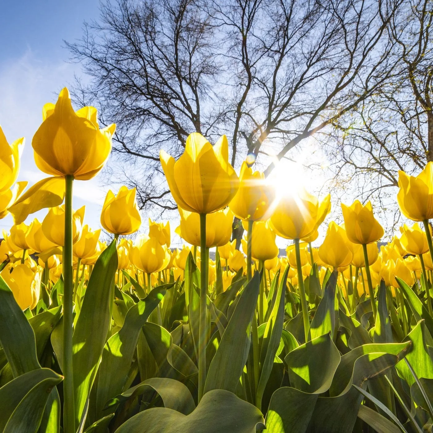 Tulips in full bloom and colour at the annual Tulip  Time Festival in Corbett Gardens, Bowral