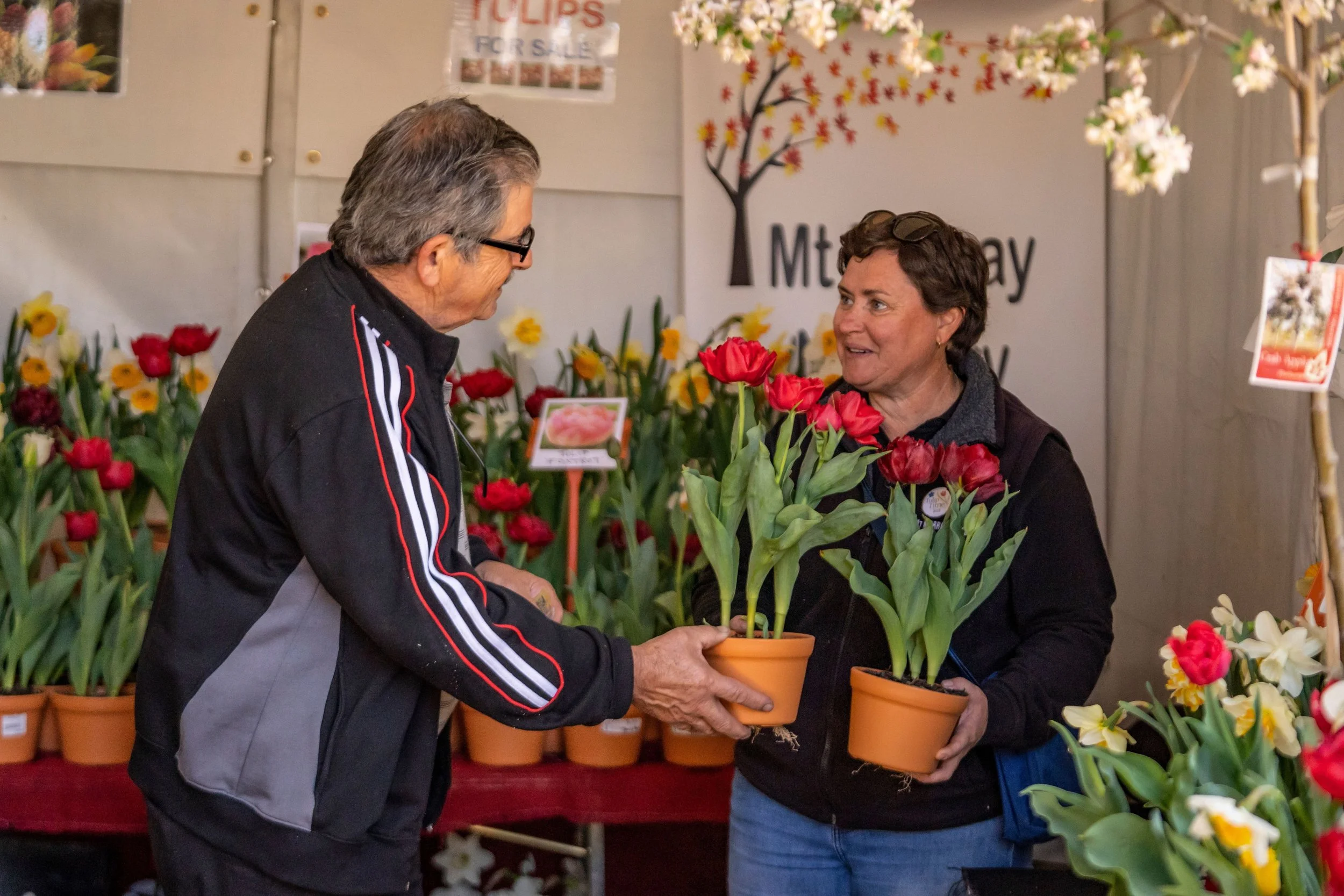 Tulips for sale at the annual Tulip Time Festival in Corbett Gardens, Bowral.