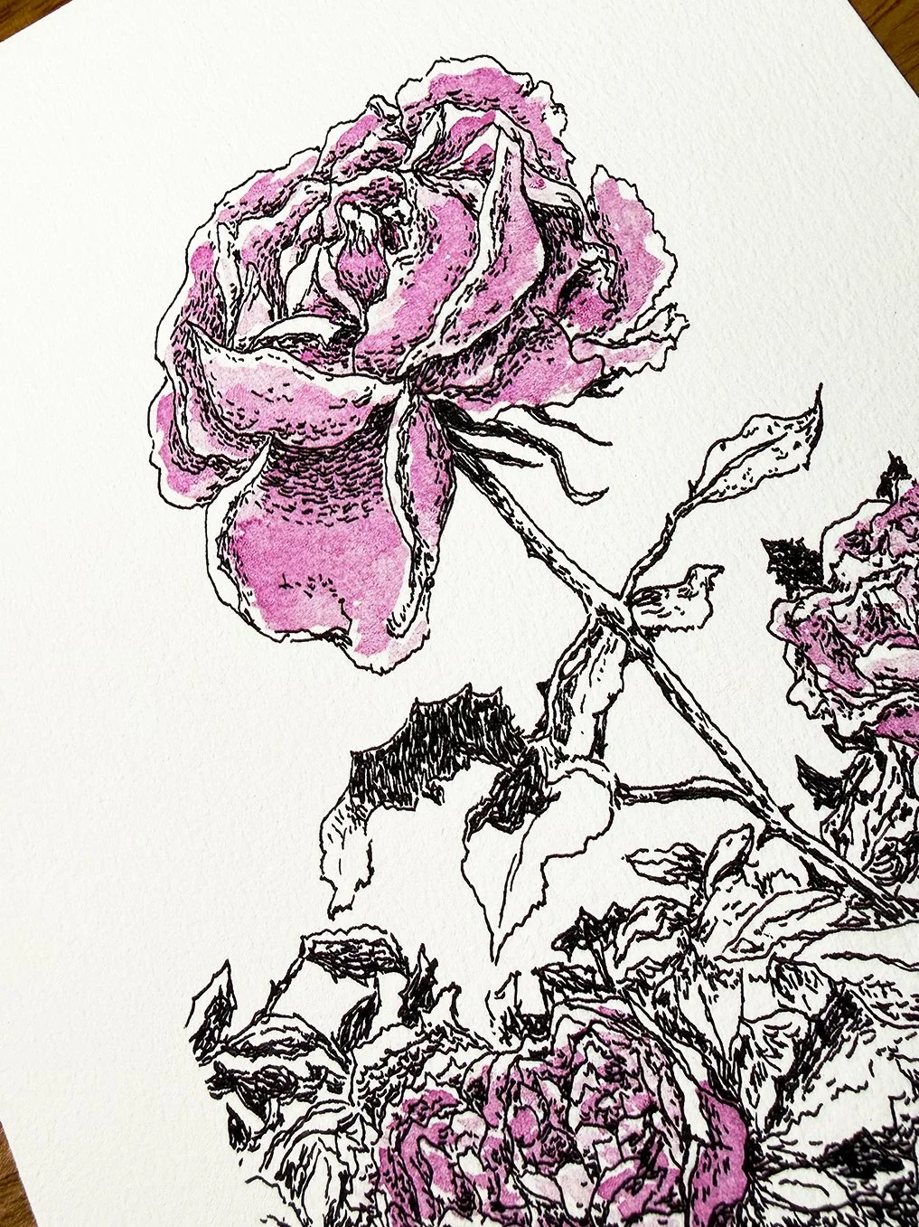 Roses_A5print_thumbnail2.jpg