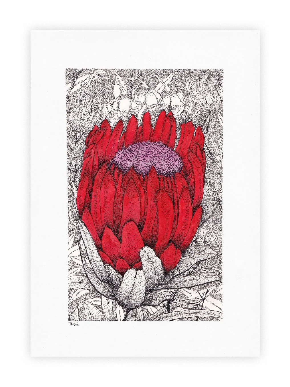 Ruby-Protea-unframed_A5.jpg