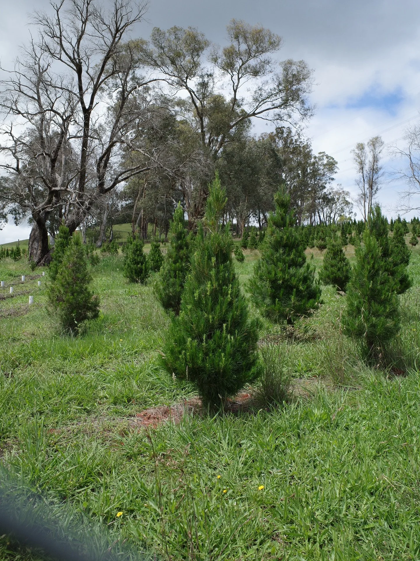 When you can relate to a Christmas tree. Loved, adored, celebrated&hellip; for a bit&hellip; then thrown on the side of the road to rot and die. Every year. 

Inspired and writing