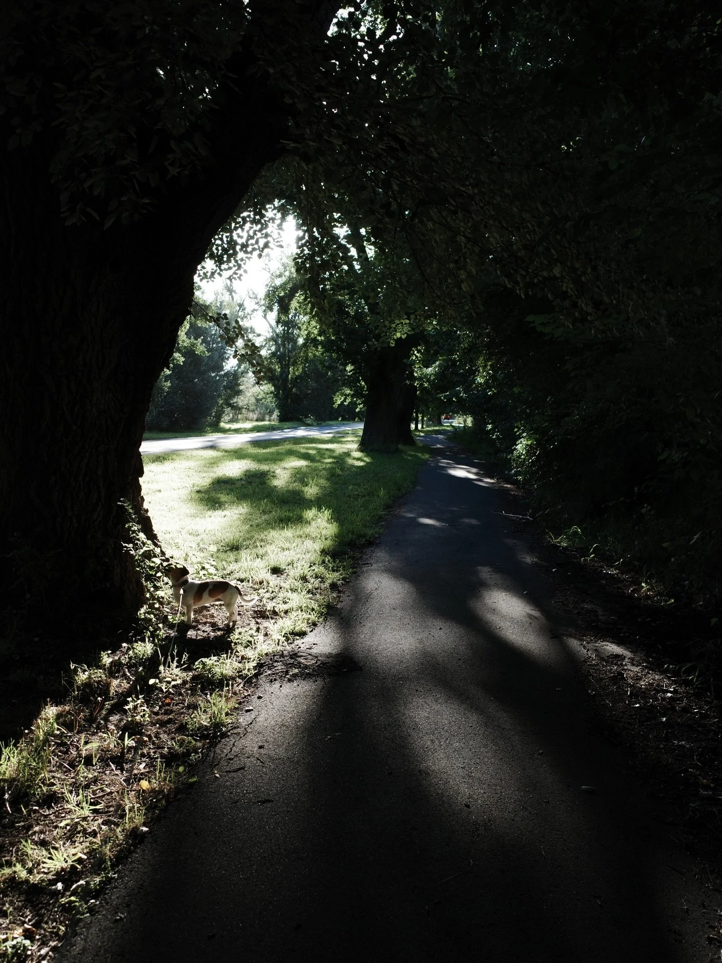 The prettiest of light tonight 😍