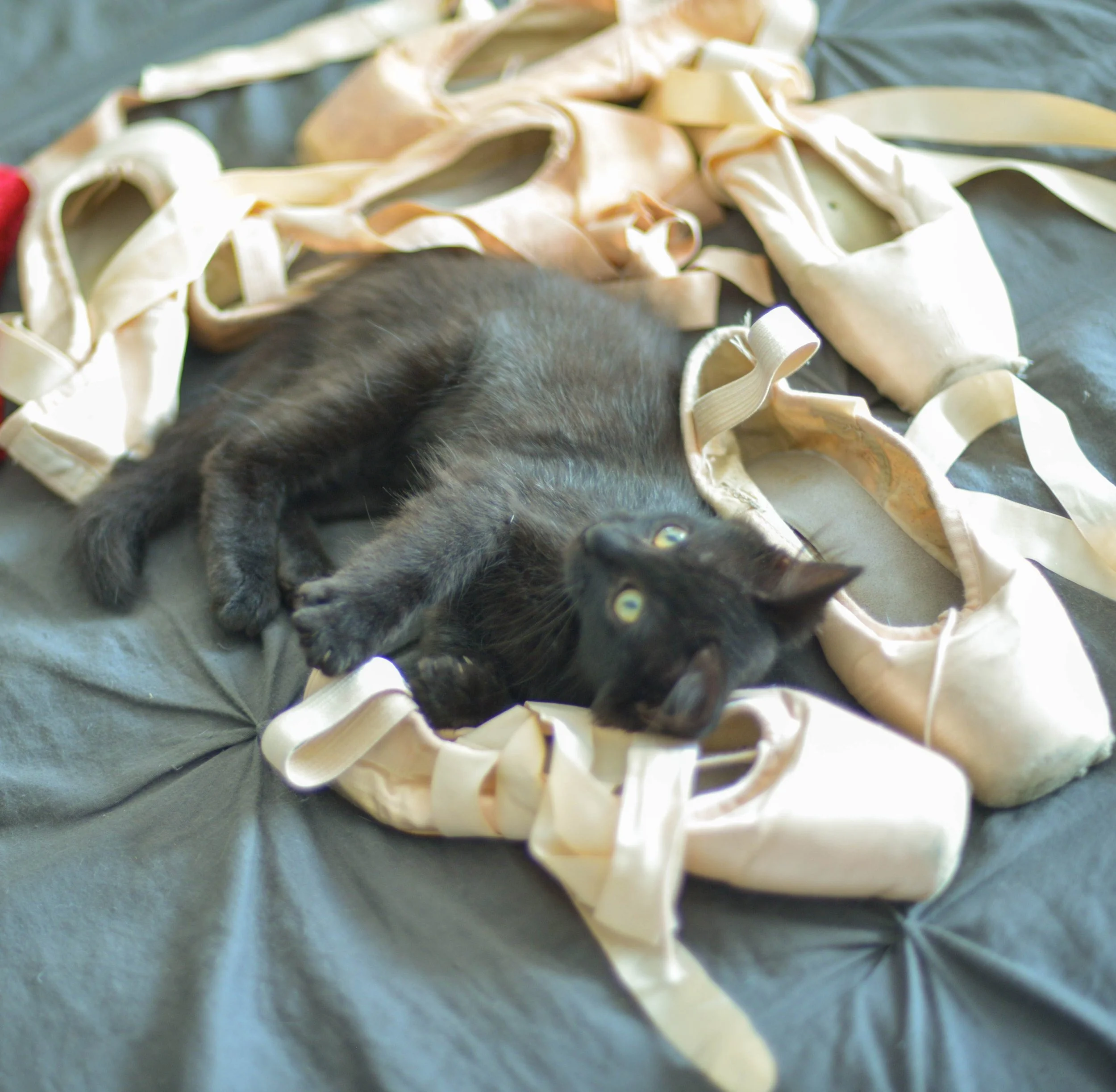 Photo of a black kitten laying in a pile of ballet pointe shoes looking upward.
