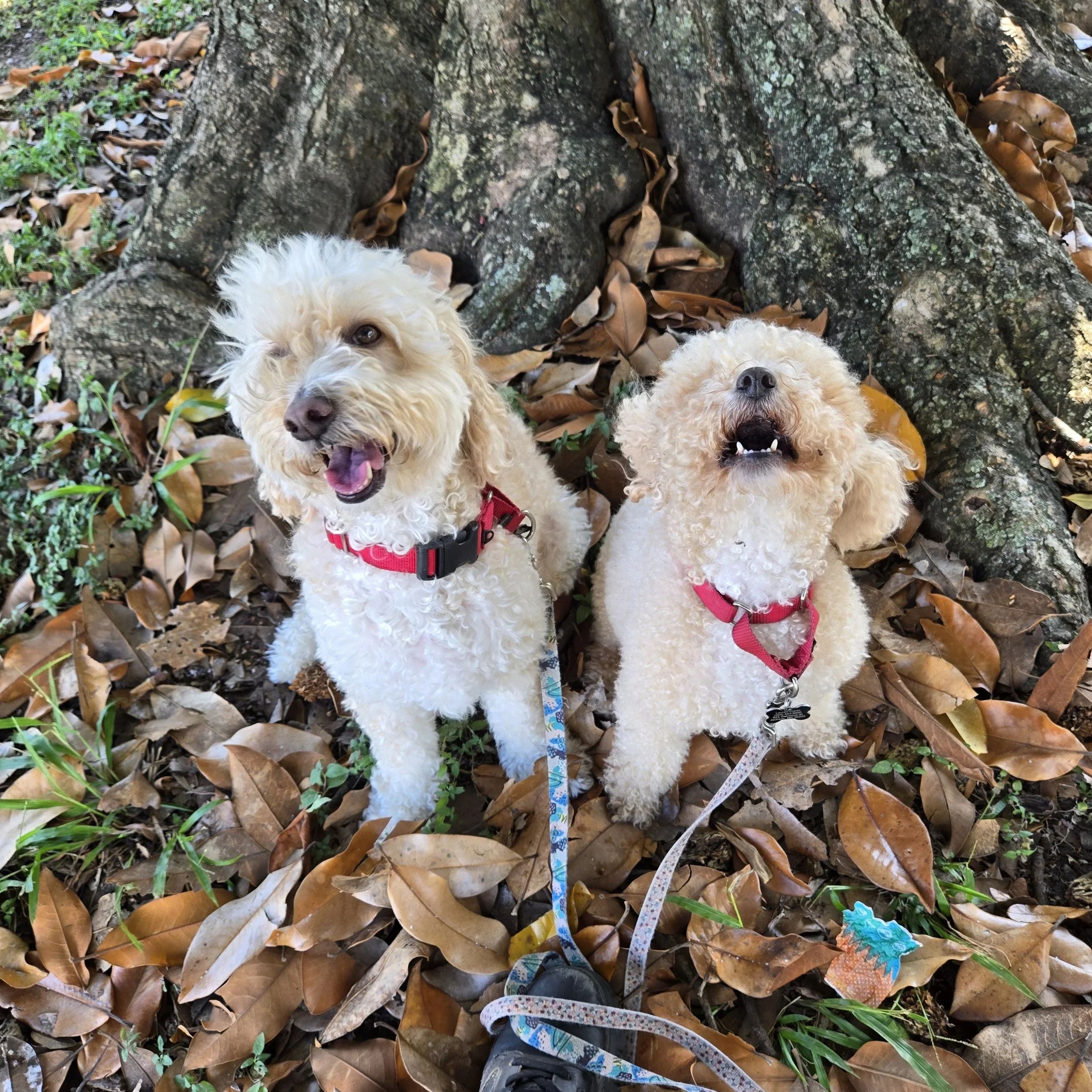 Runway to Red Carpet Ready Dog Walks Starting at