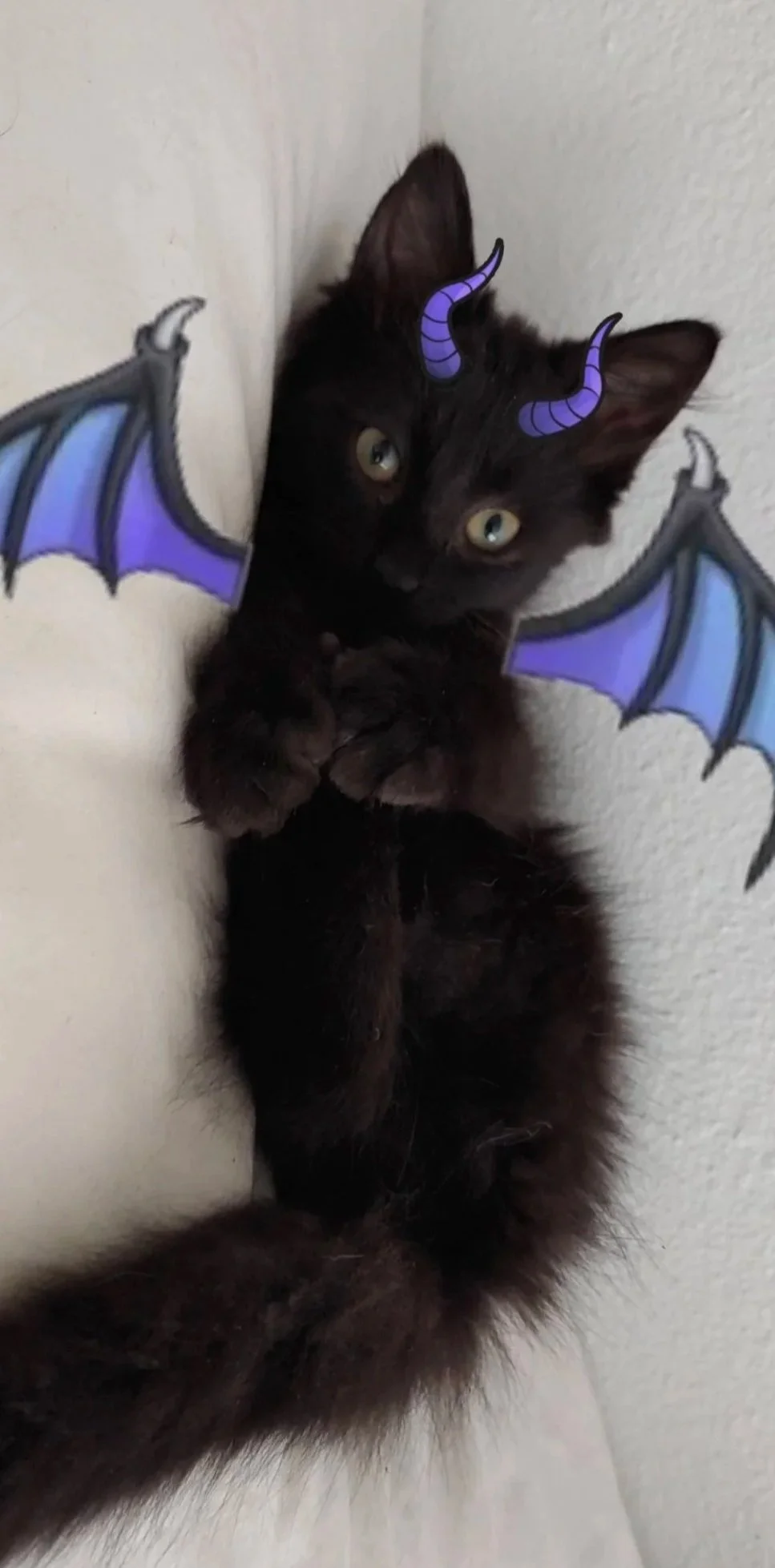 A black kitten lying on a white surface with purple bat wings and purple horns digitally added to its head.