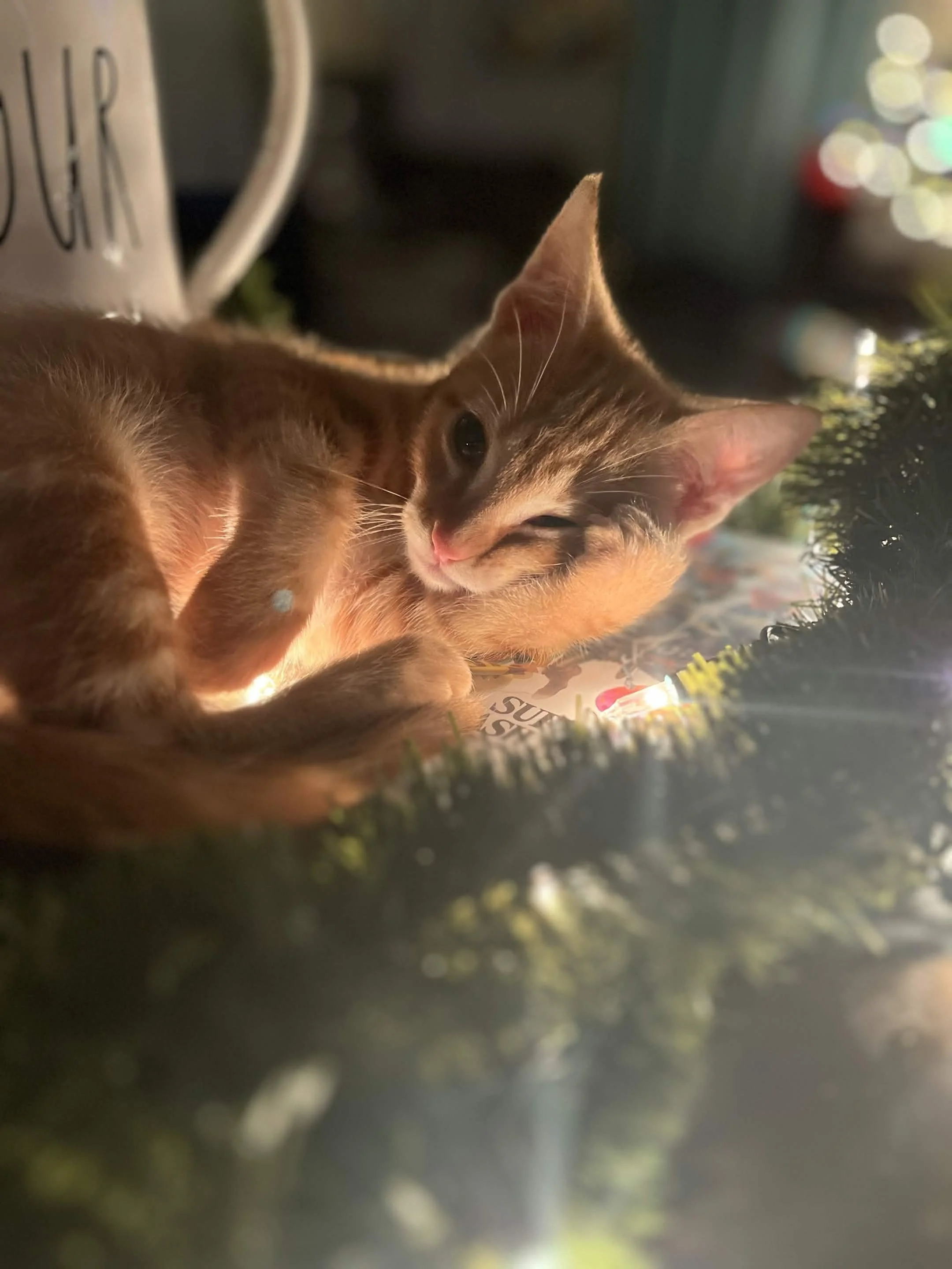 A close-up of an orange tabby cat lying down near a Christmas tree, with part of a mug visible in the background.