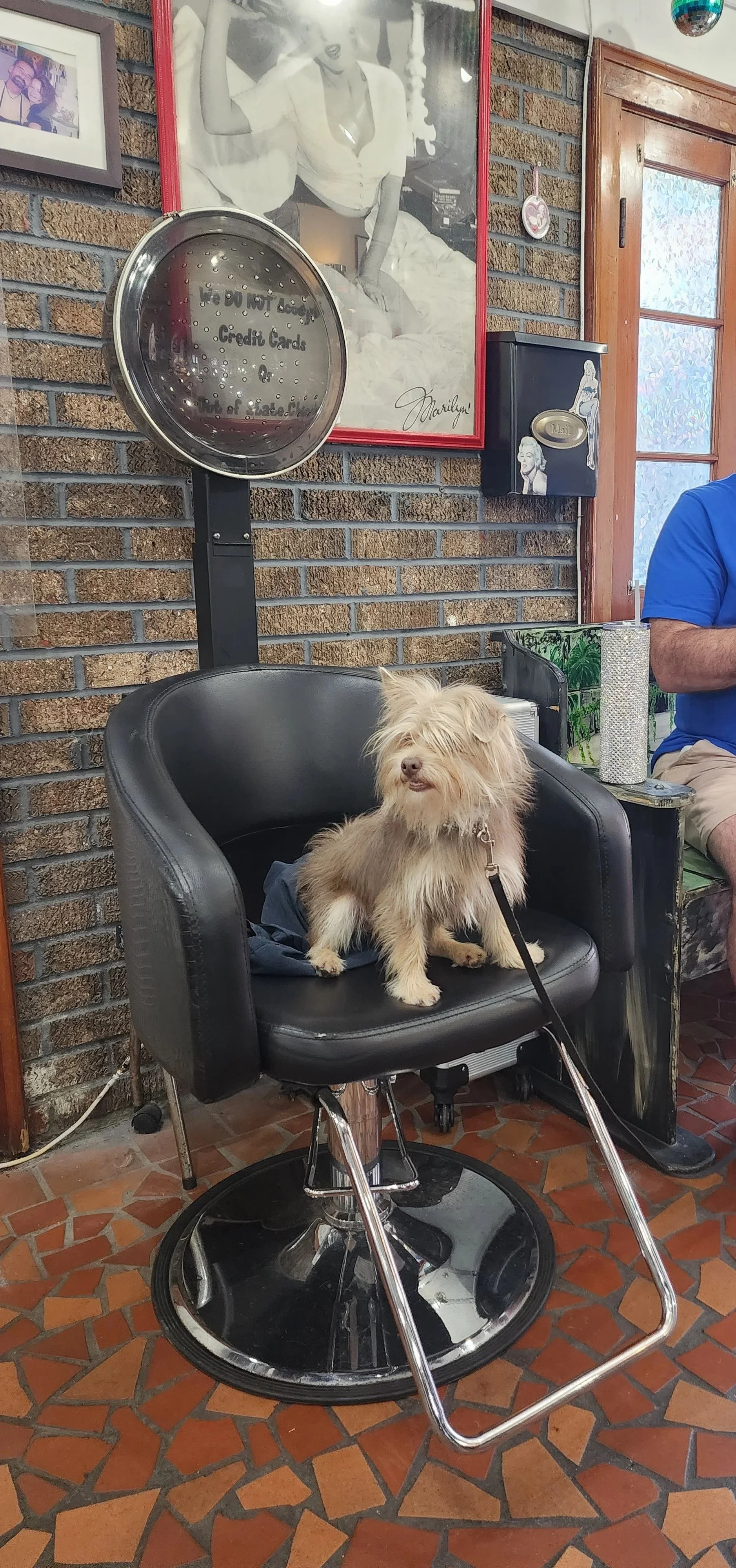 A small dog with shaggy fur sitting on a black salon chair in a hair salon, with a brick wall and various framed pictures and decorations in the background.