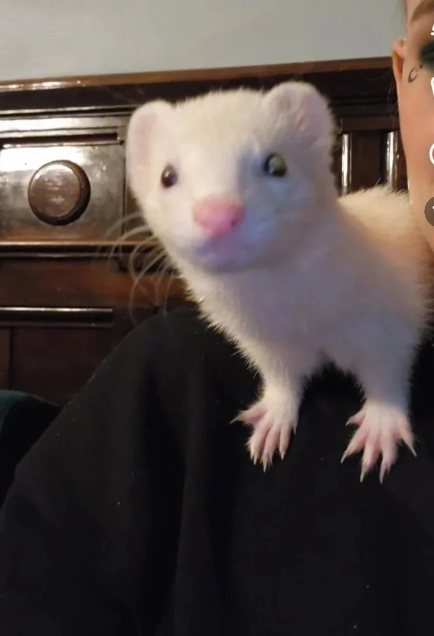 Close-up of a white ferret with a pink nose and dark eyes sitting on a person's lap, with a wooden piece of furniture in the background.