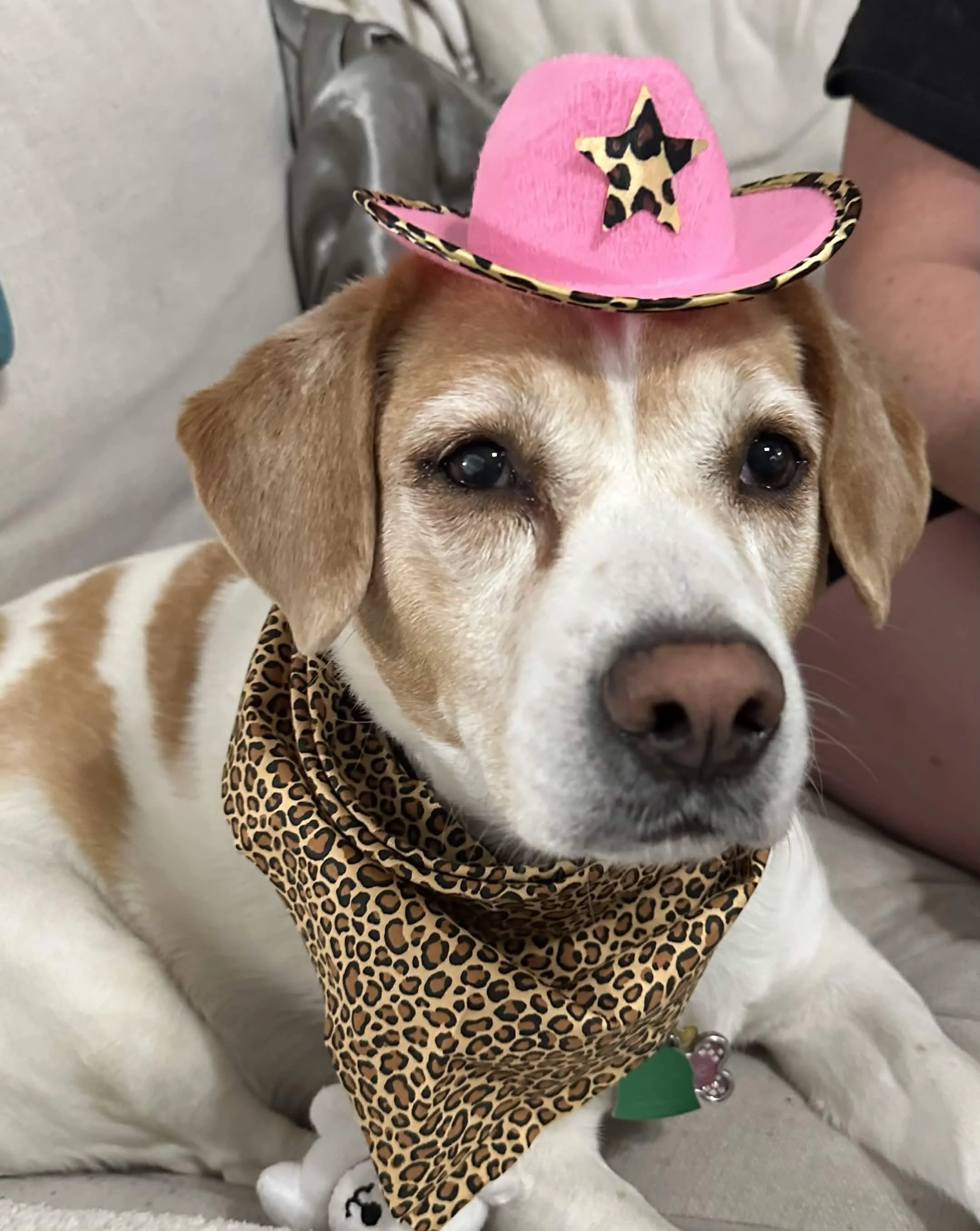A dog wearing a pink cowboy hat with a leopard print star and brim, and a matching leopard print bandana around its neck, sitting on a light-colored surface.