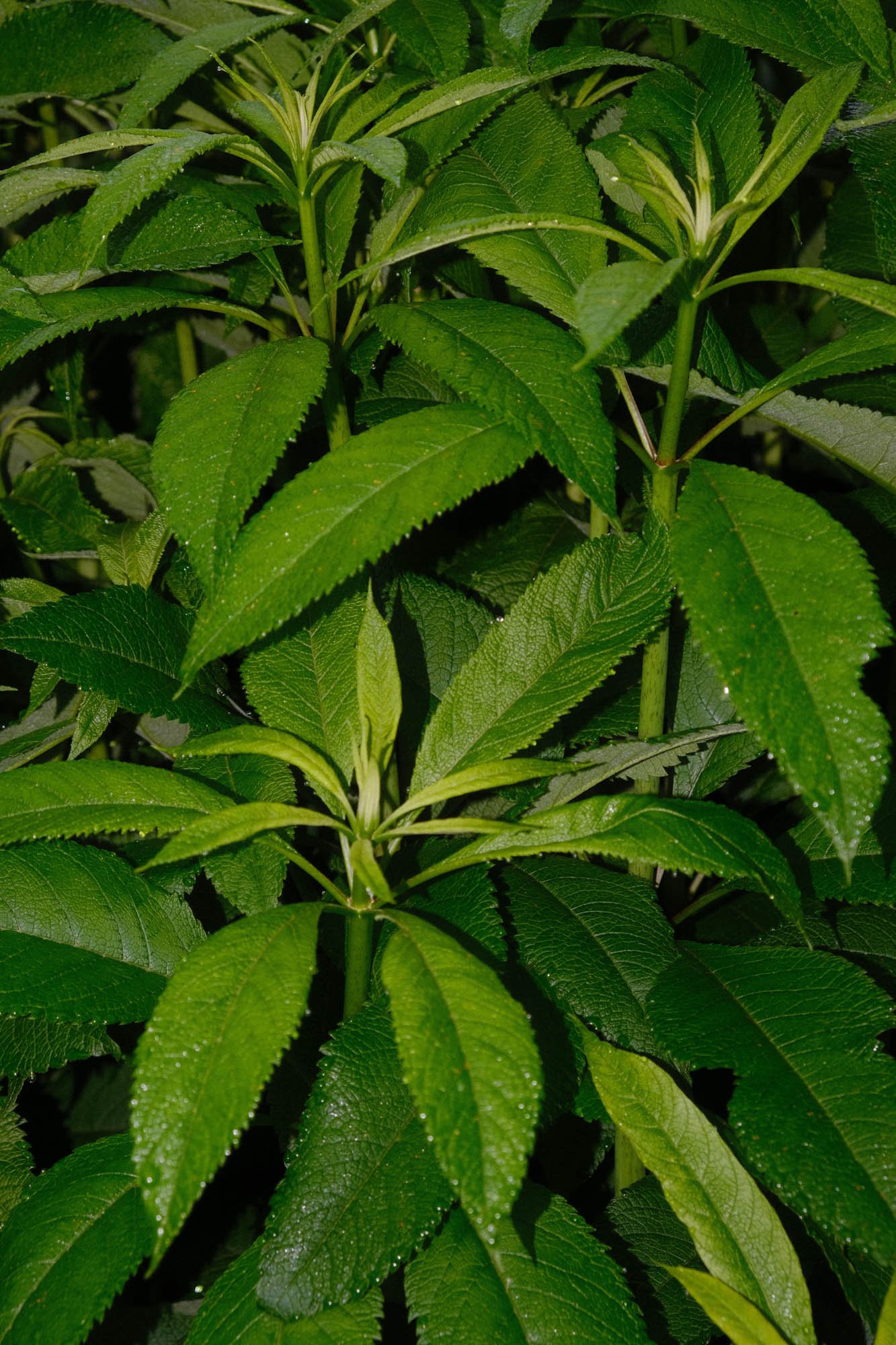 DSCF5055.jpg