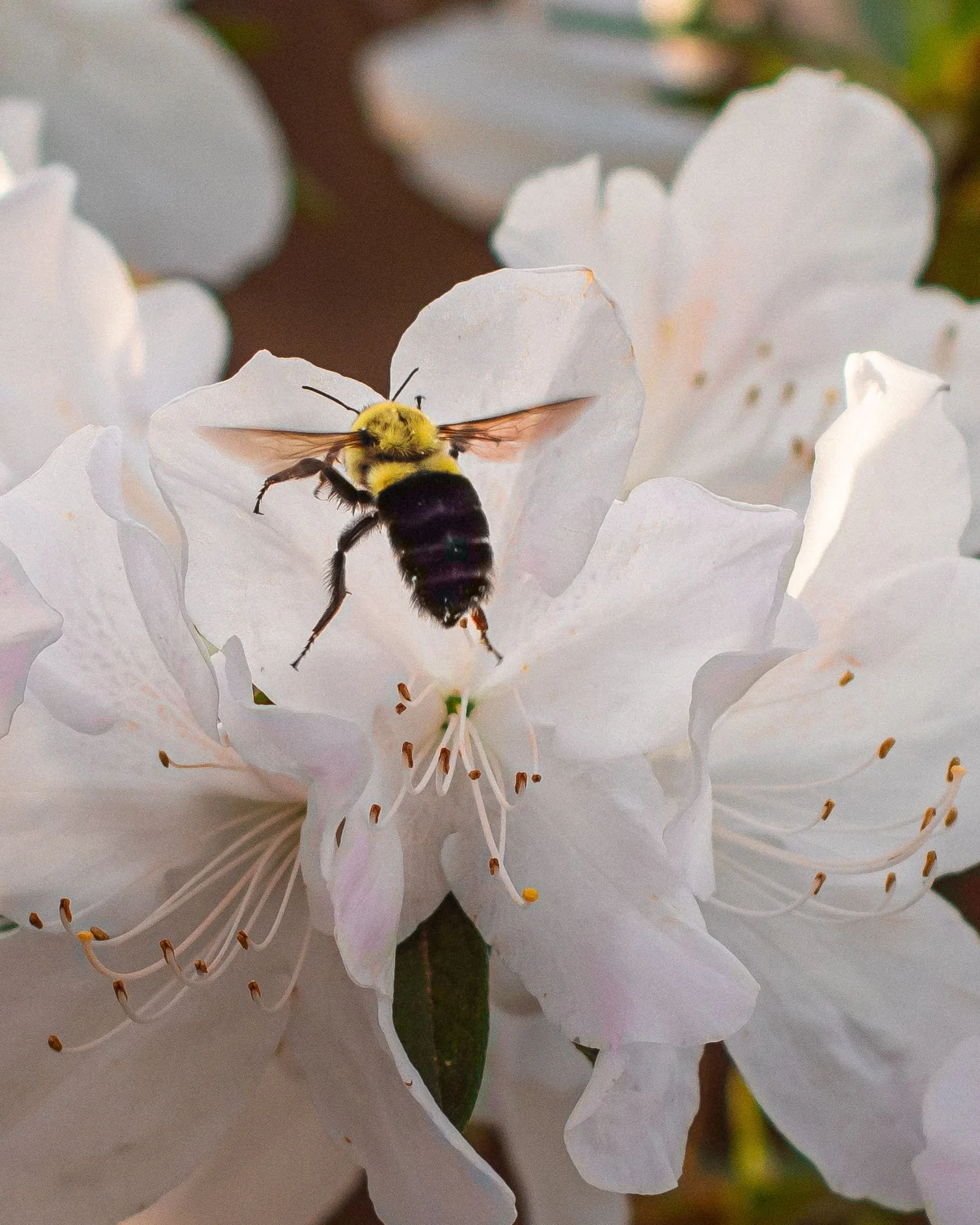 A bee with a yellow and black body collecting nectar from a white flower, with surrounding white blossoms and green leaves in the background.