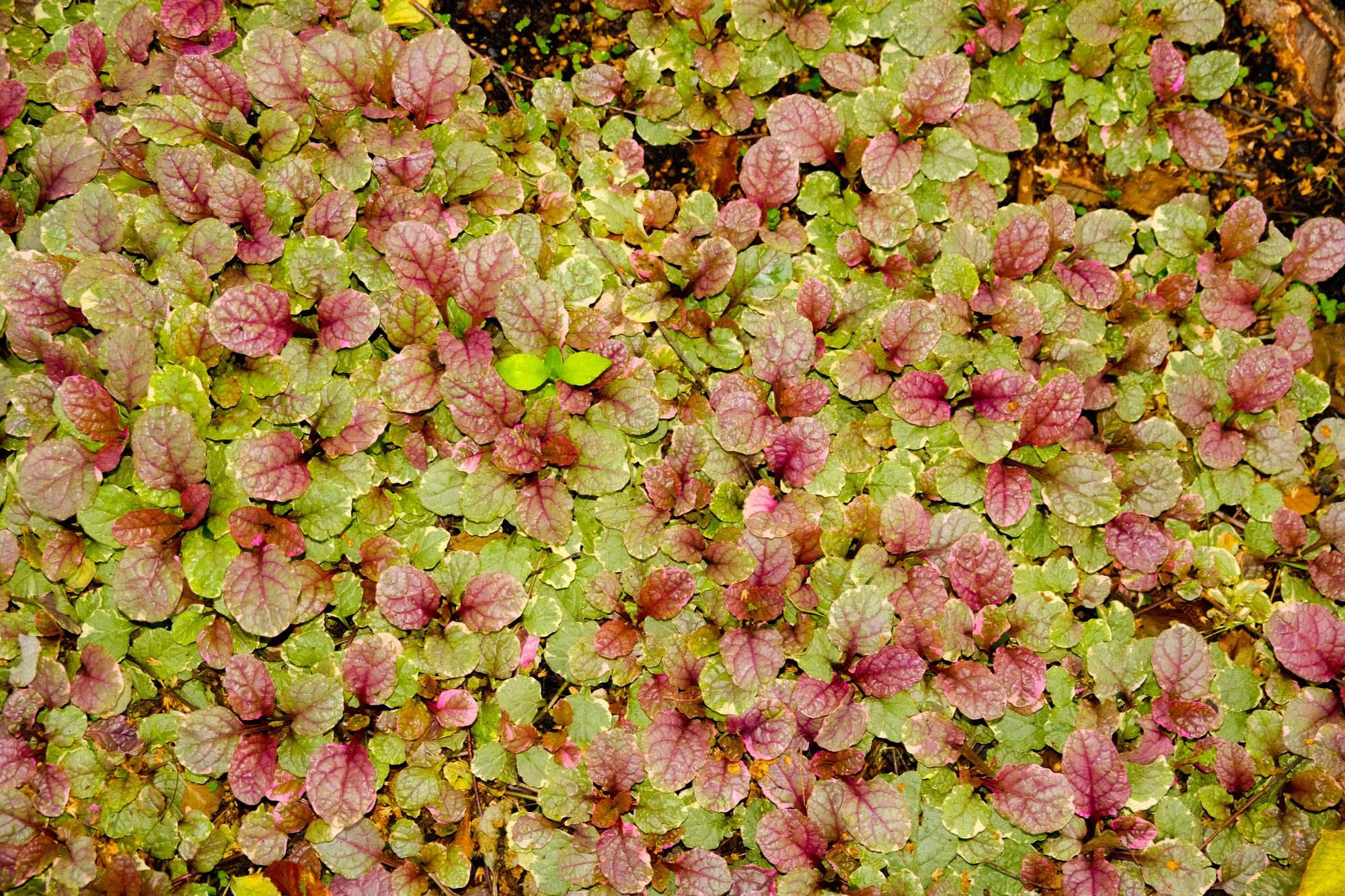 DSCF5048.jpg