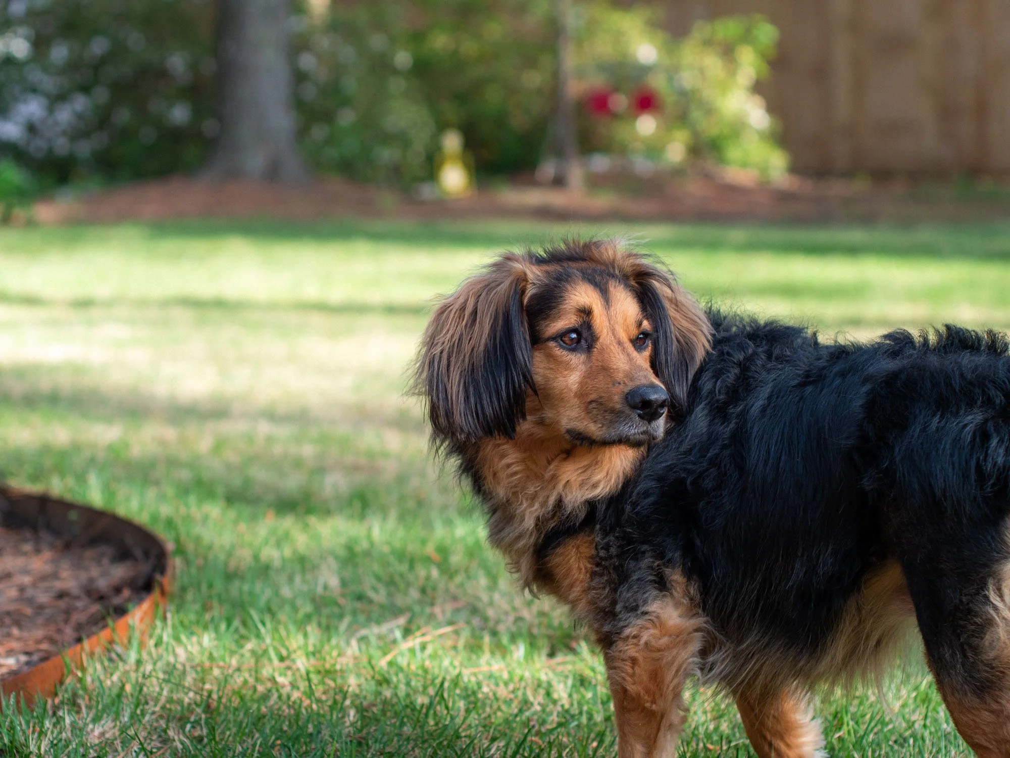A long-haired dachshund with a black and tan coat standing on a grassy yard, with trees and blurred outdoor objects in the background.