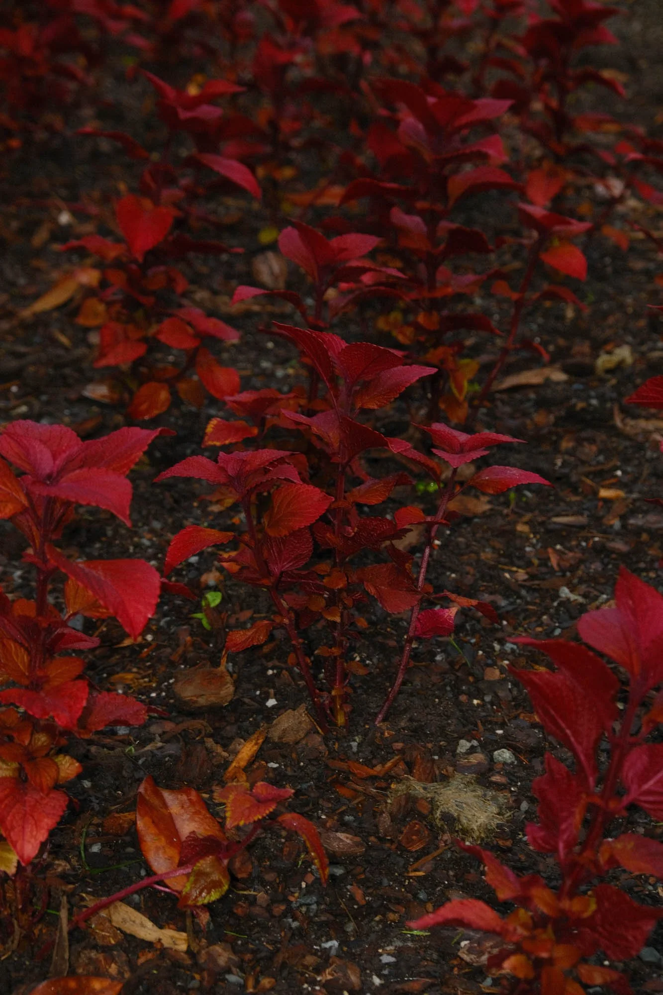 DSCF5061.jpg
