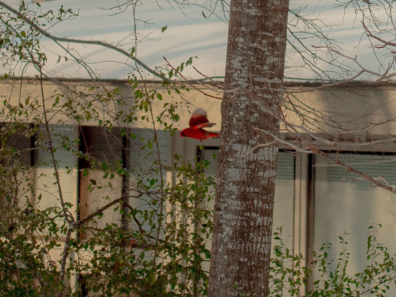 A red bird perched on a branch in front of a tree trunk with green and brown leaves, with a building or garage in the background.