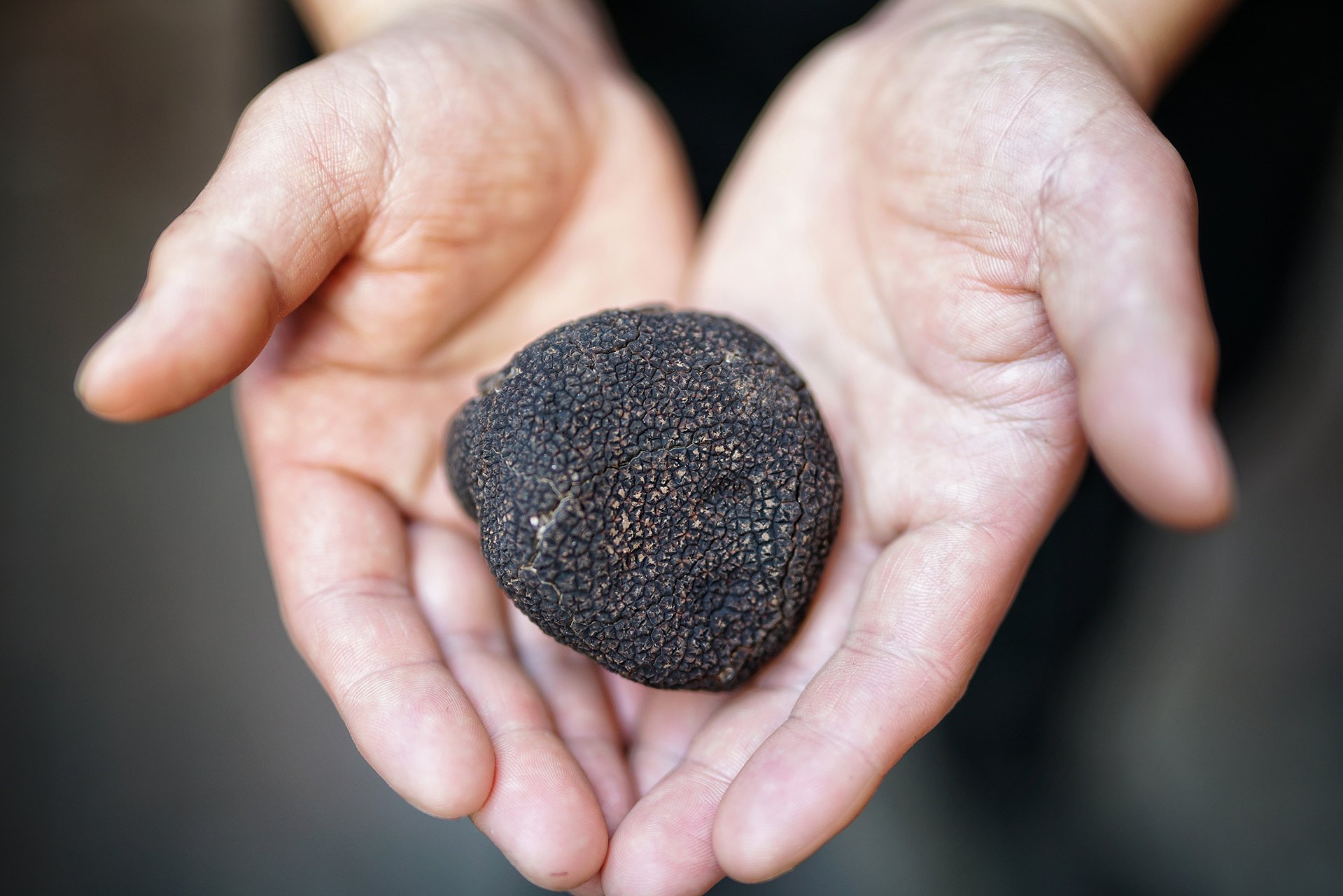 A human hand holding a black truffle.