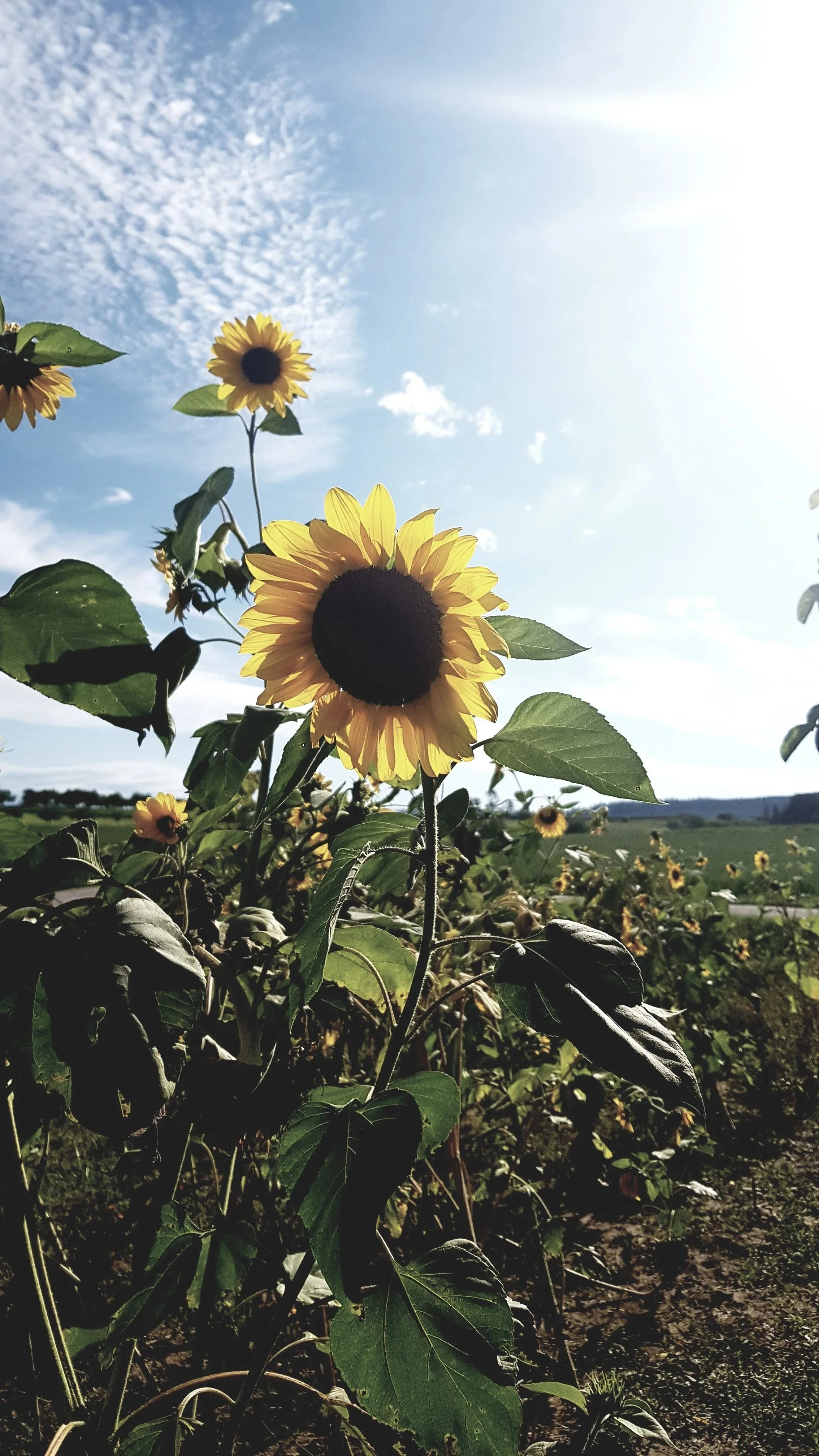 Sunflowers blooming in a field under a bright blue sky with scattered clouds.