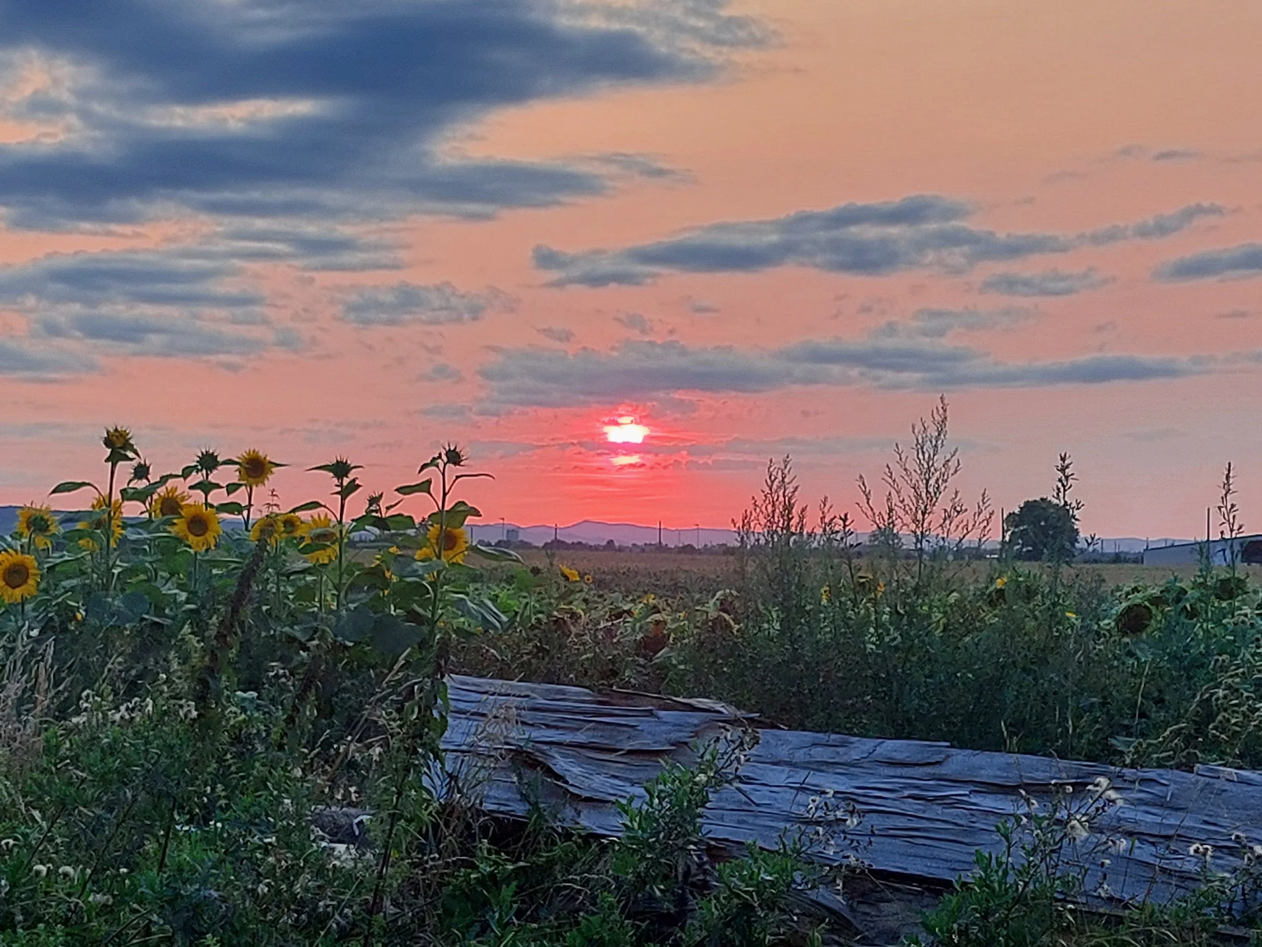 Sunset over a field with sunflowers, a cloudy sky, and a rustic wooden structure in the foreground.