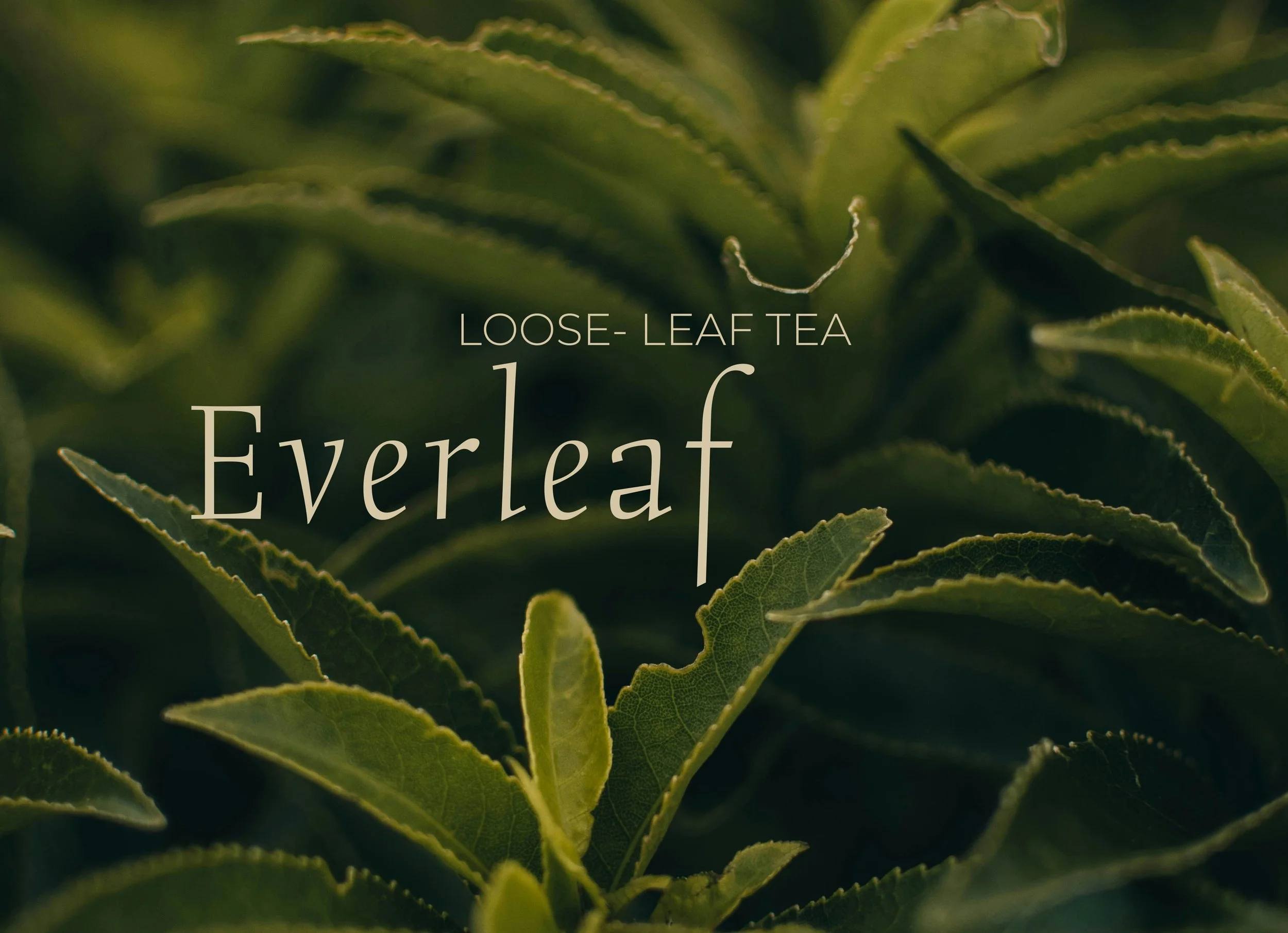 Everleaf