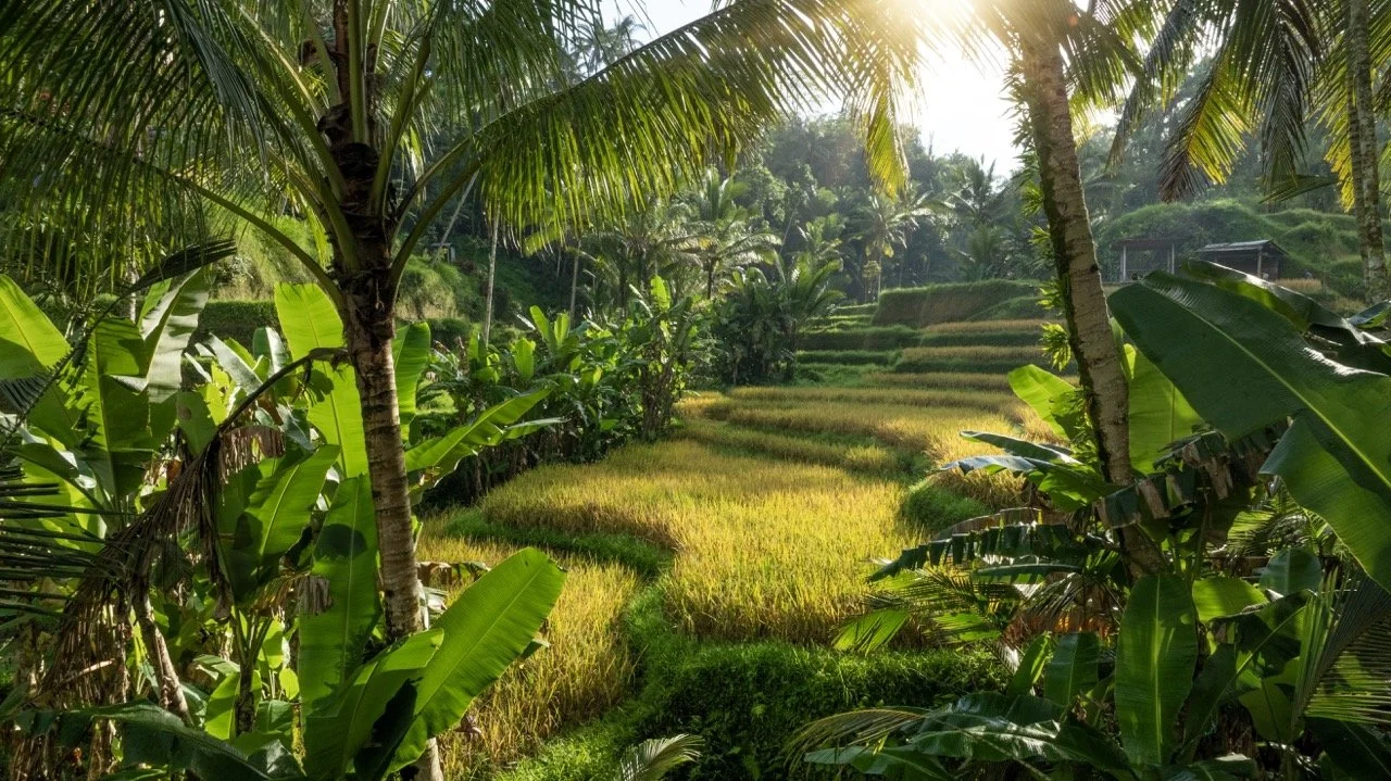 Rise Field Bali Palms ve velké velikosti.jpeg