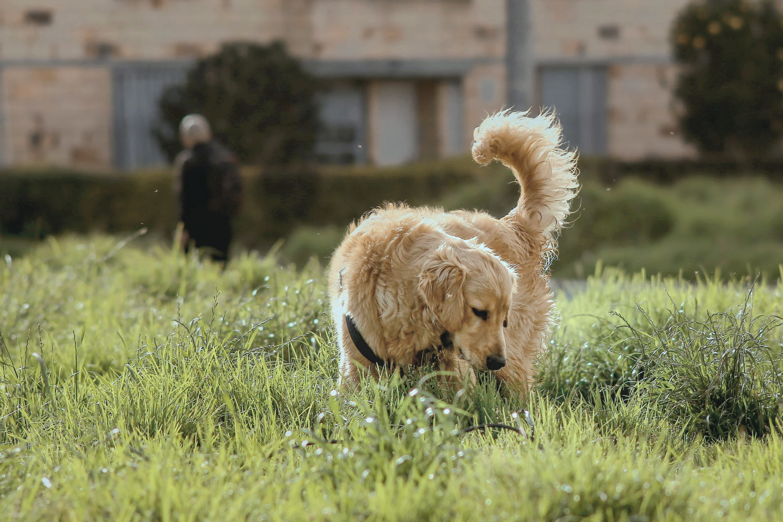 Zwei Golden Retriever Welpen spielen auf einer Wiese, im Hintergrund ein Mensch und ein Haus.