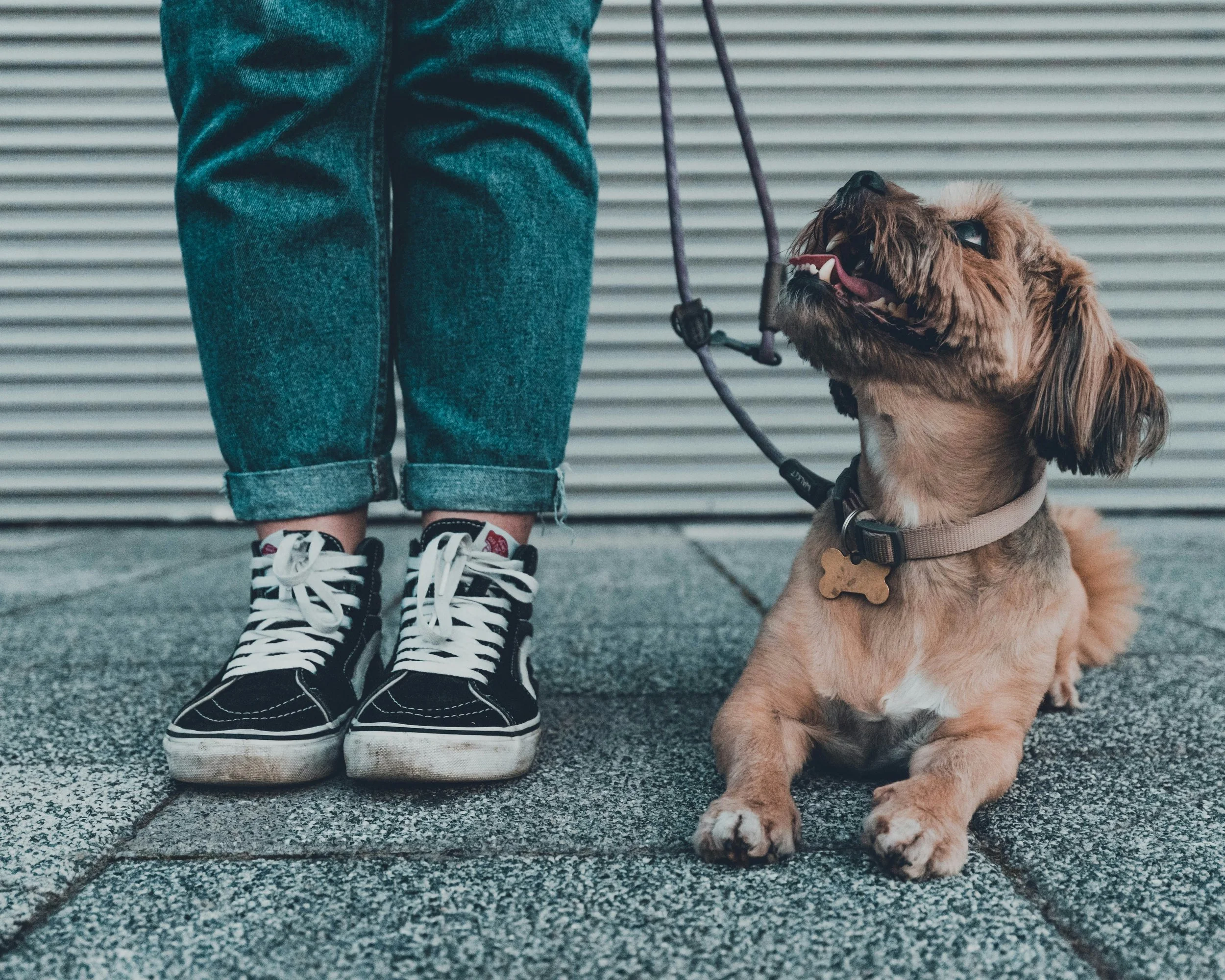 Nahaufnahme eines Hundes, der auf dem Boden sitzt, neben einer Person, die schwarze Turnschuhe und Jeans trägt, vor einer metallischen Wand.