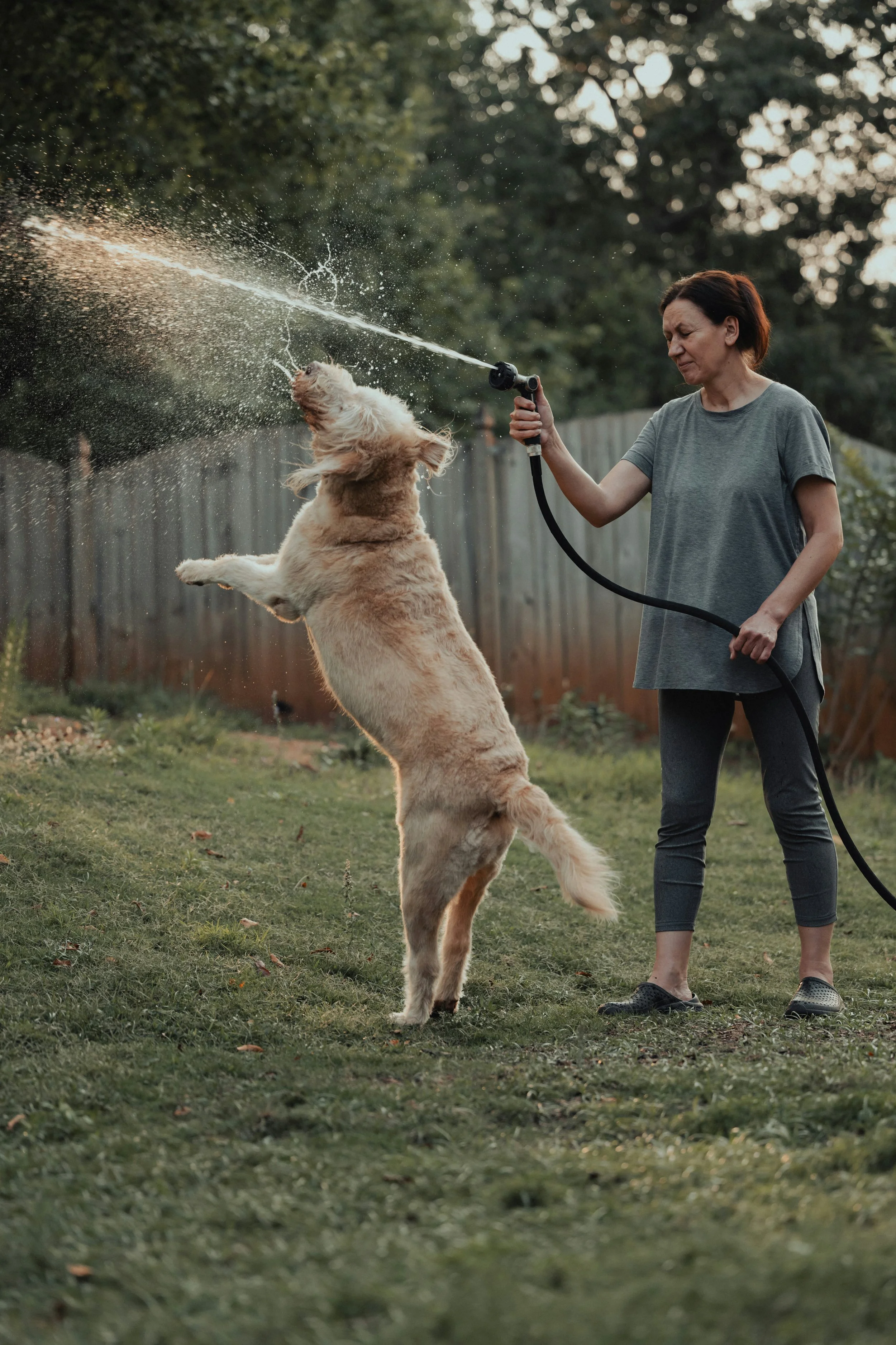 Eine Frau spielt mit einem Hund im Garten, der Wasser aus einem Wasserschlauch spritzt.