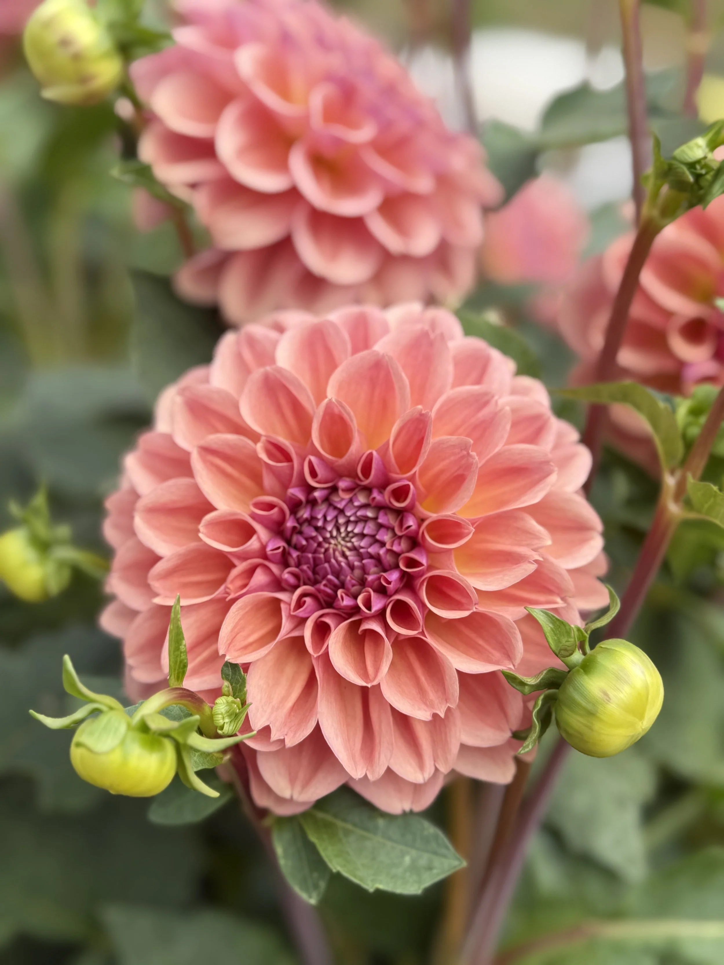 Close-up of a pink dahlia flower with layered petals and some green buds around it.
