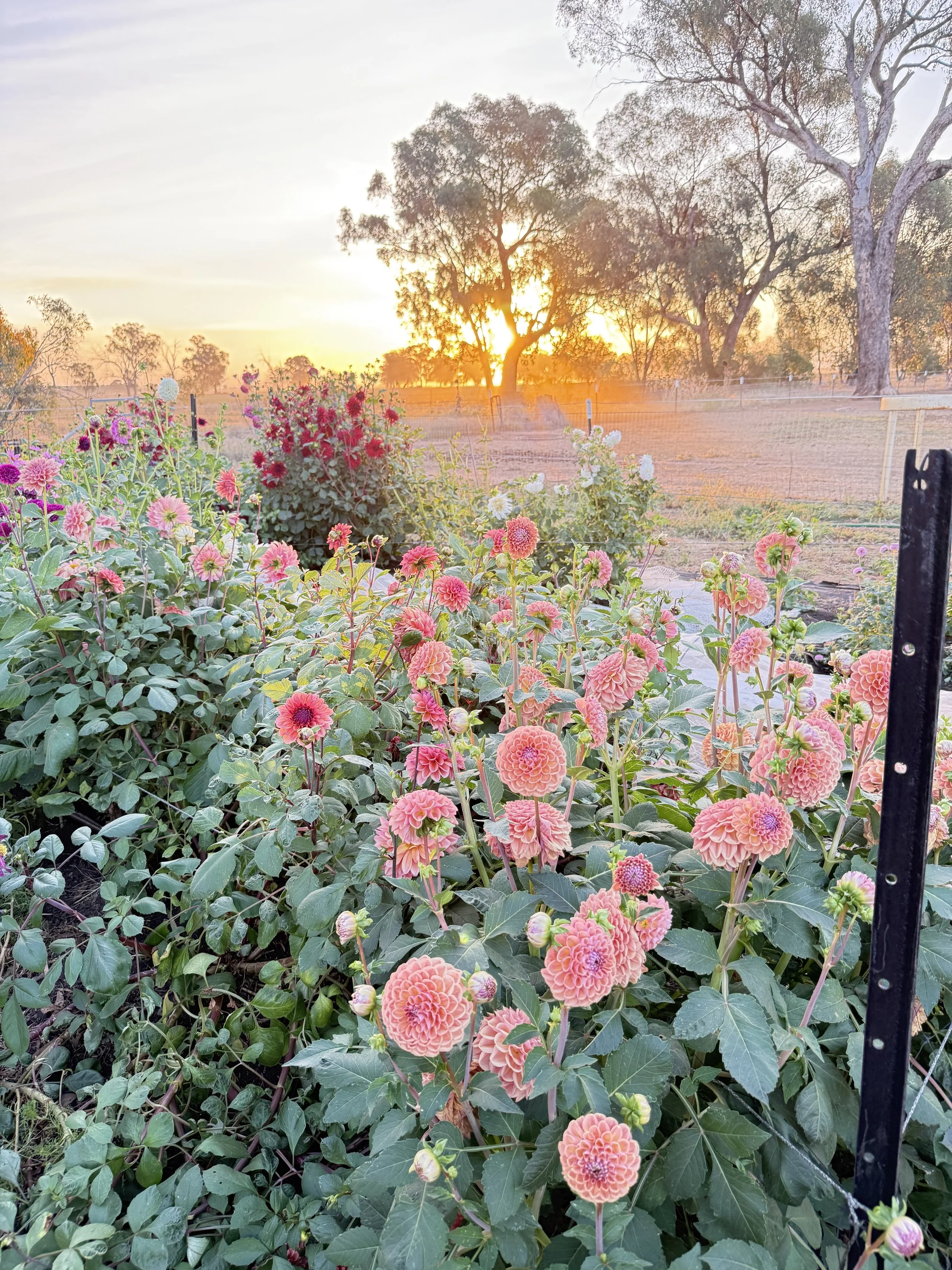 A garden at sunset with pink and white dahlias, green foliage, and trees in the background.
