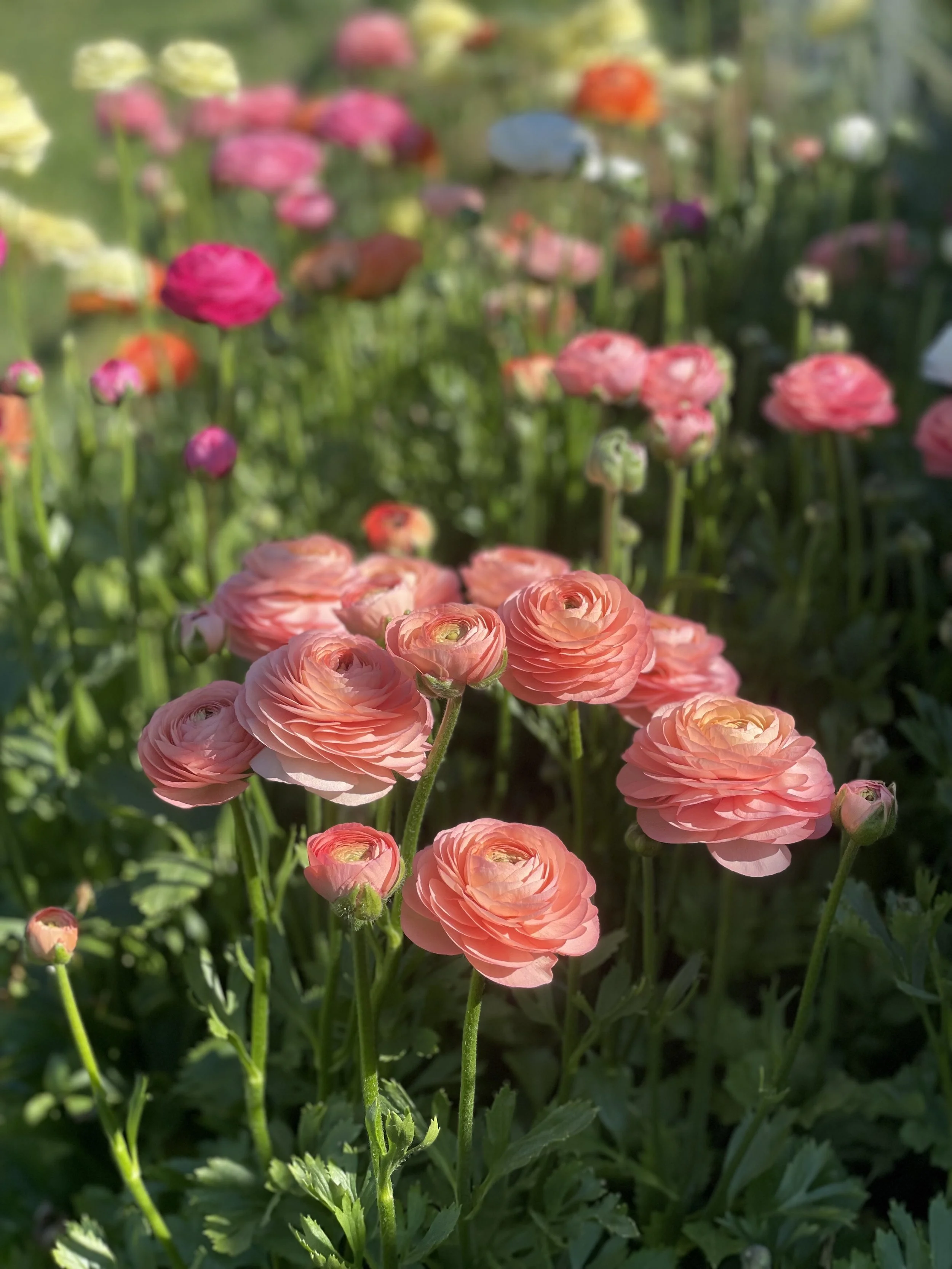 A cluster of pink ranunculus flowers in a garden with blurred colorful flowers in the background.