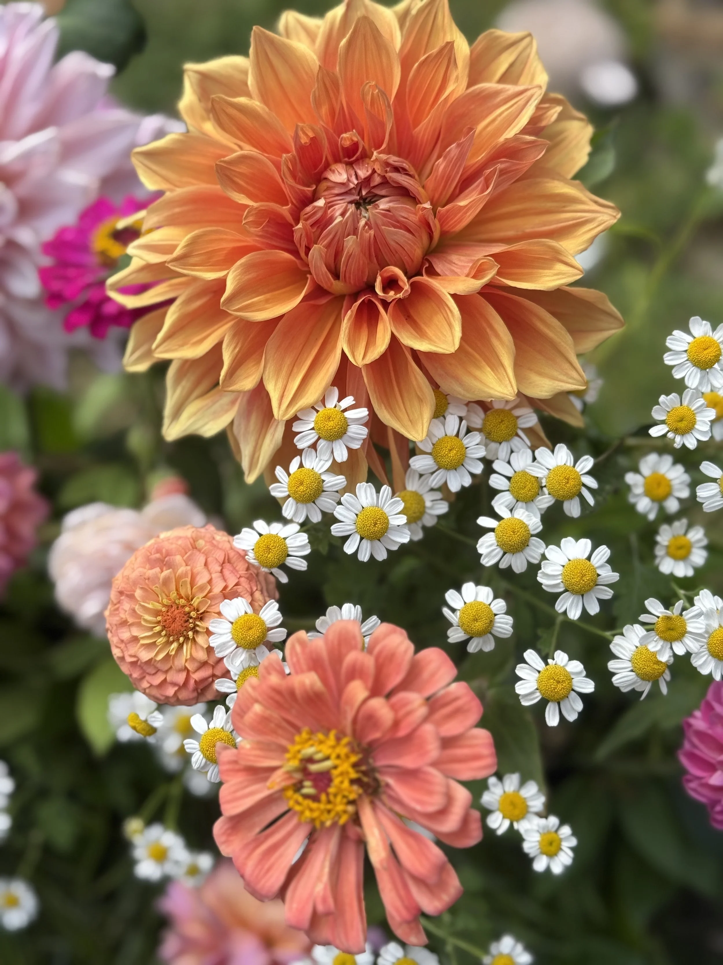 Close-up of various colorful flowers, including a large orange dahlia and smaller white daisies with yellow centers, in a garden setting.