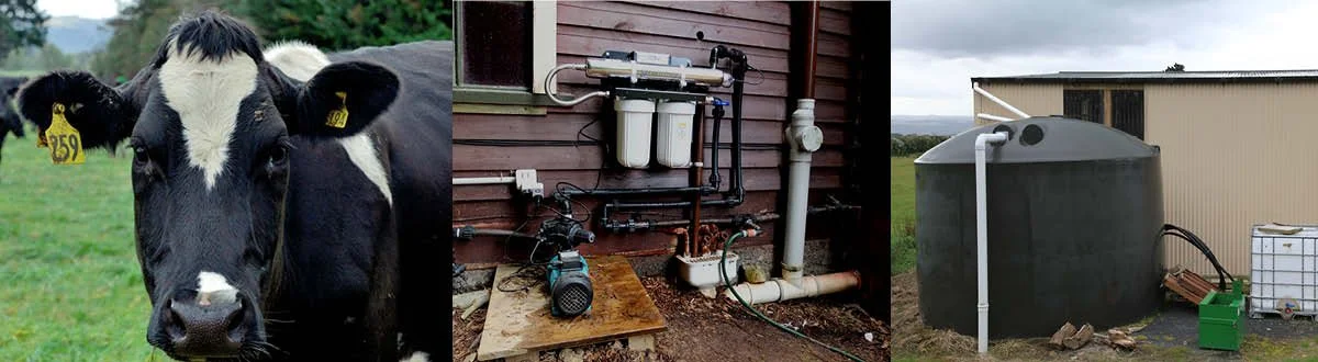A cow in a grassy field, a water filtration or purification system next to a building, and a rainwater collection tank connected to a house.