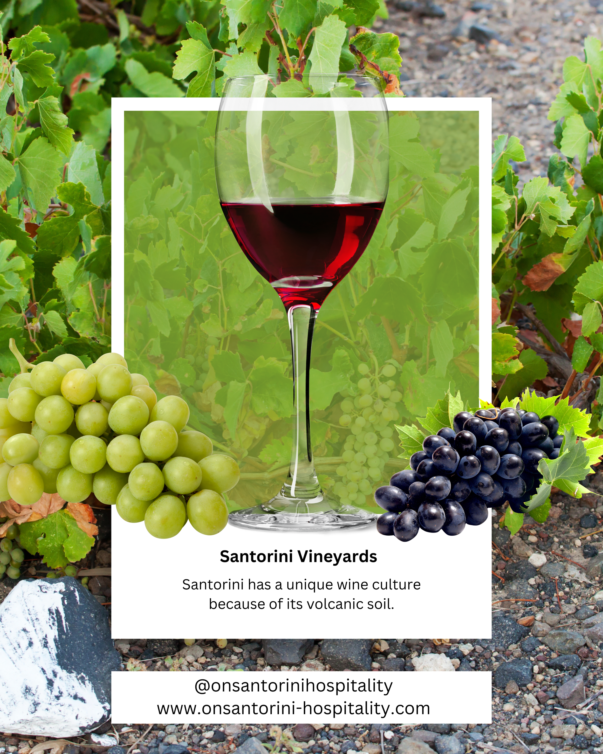Santorini Wineries and Volcanic Vineyards – Discover the Unique Wine of Santorini